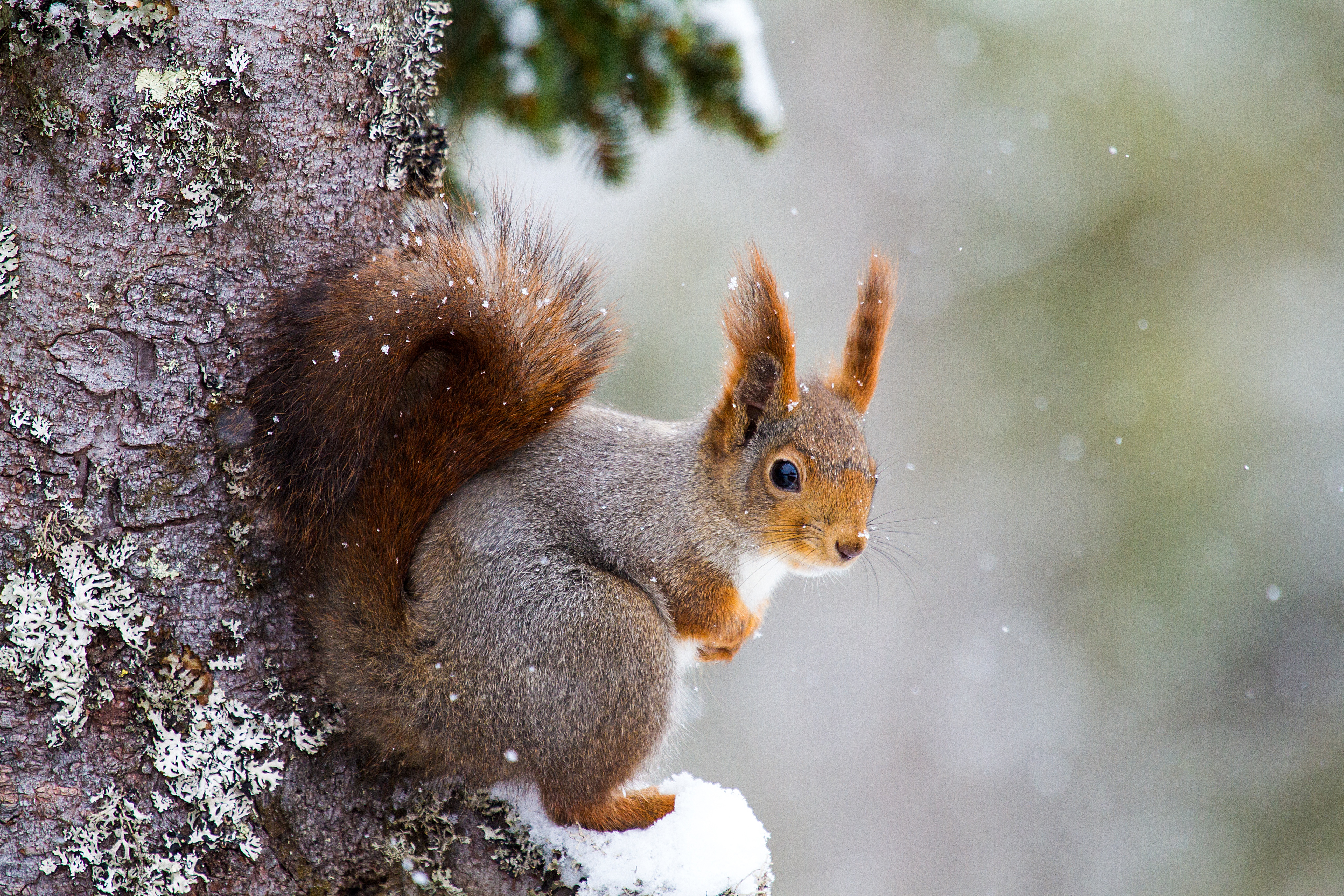 841870 Bild herunterladen tiere, eichhörnchen, nagetier, schnee, schneefall, winter - Hintergrundbilder und Bildschirmschoner kostenlos