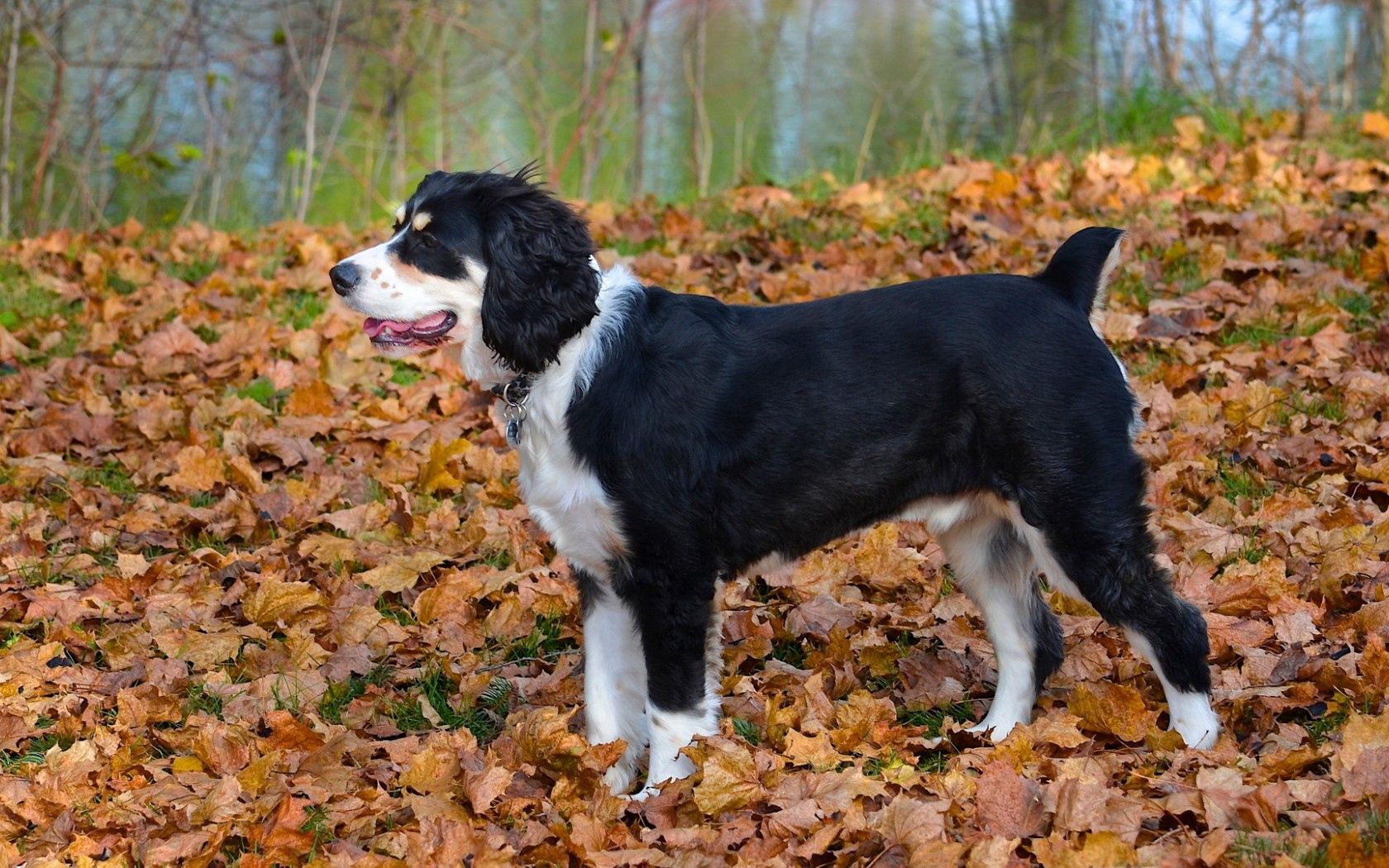 Download mobile wallpaper Autumn, Animals, Dog, Leaves for free.