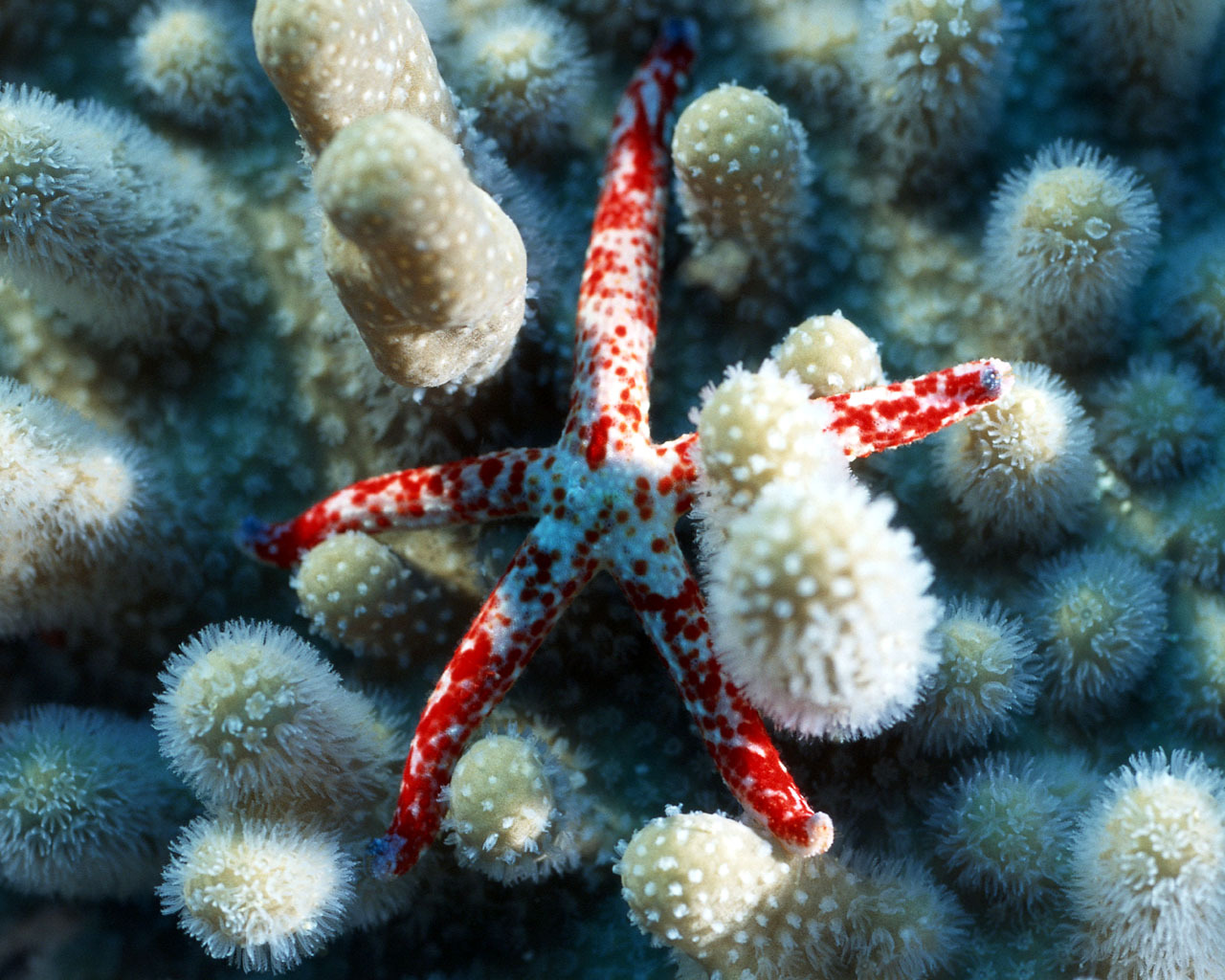 12664 Hintergrundbild herunterladen tiere, sea, starfish - Bildschirmschoner und Bilder kostenlos