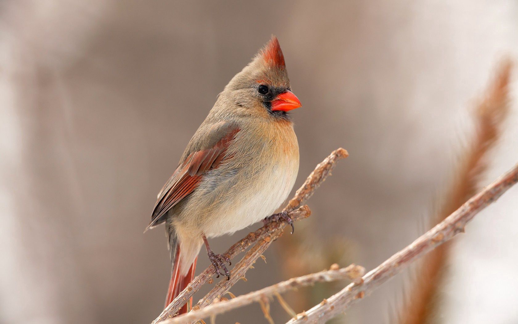Horizontal Wallpaper bird, animals, branch, cardinal