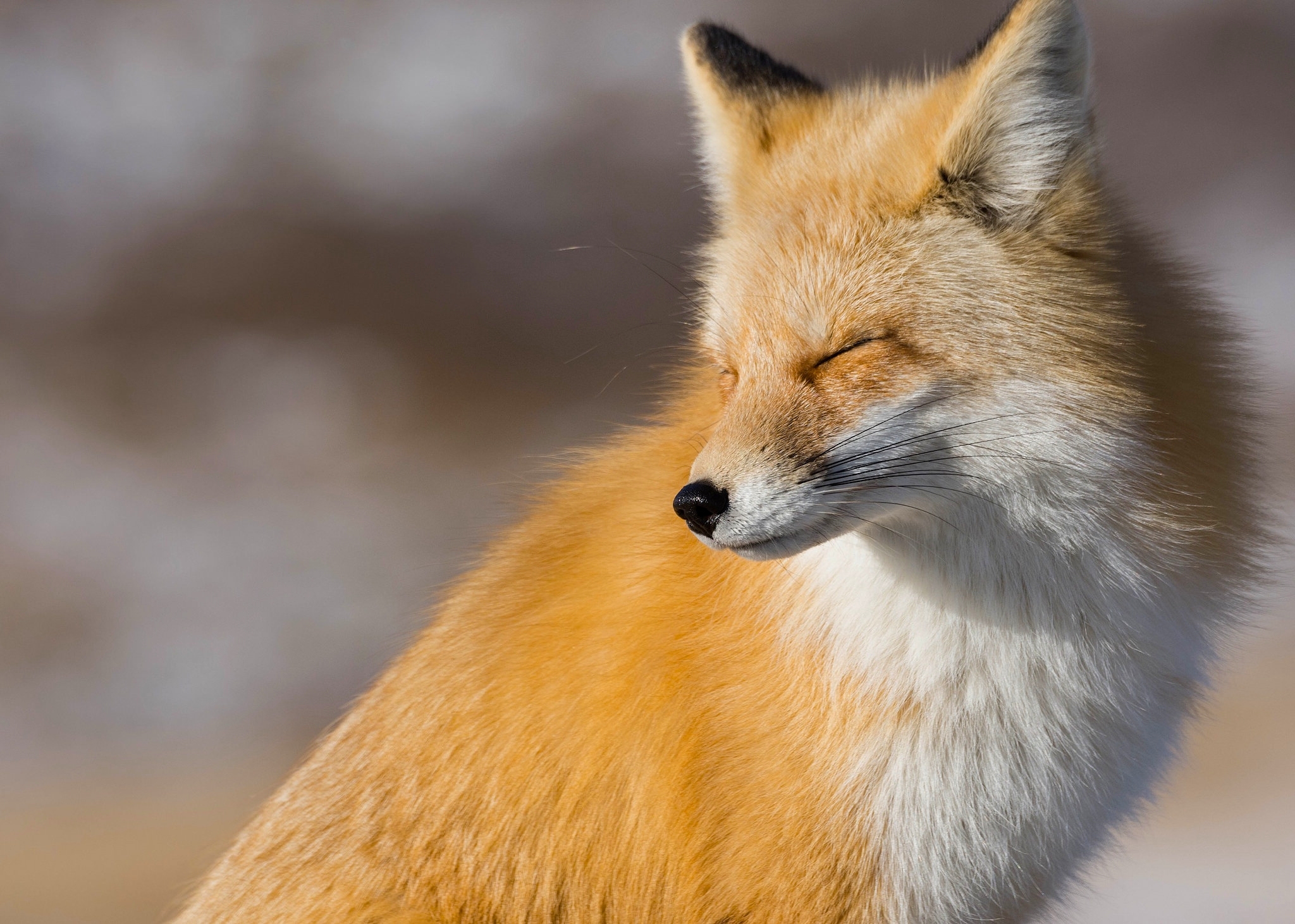 Download mobile wallpaper Opinion, Sight, Muzzle, Animals, Fox for free.