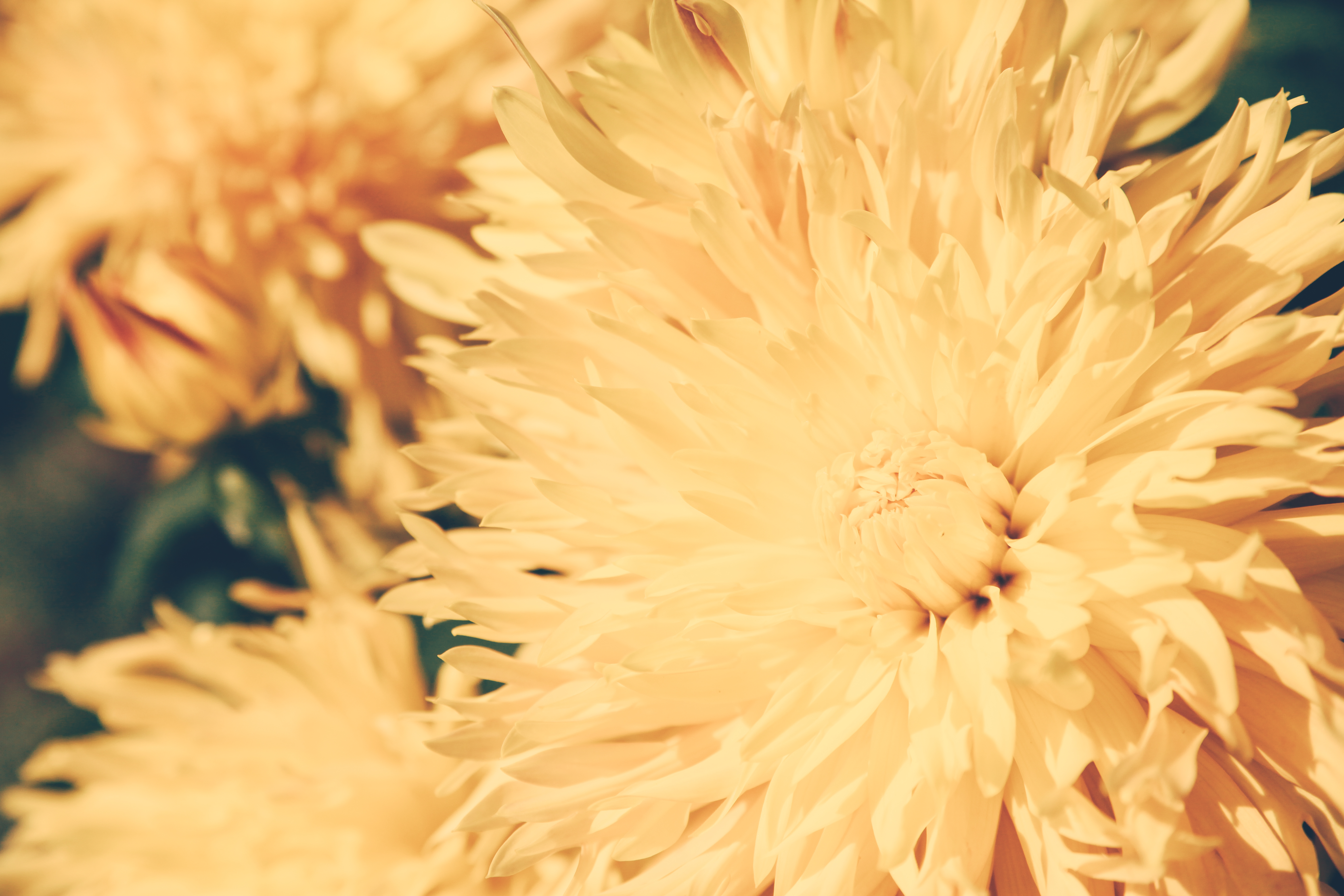 Laden Sie das Chrysantheme, Blumen, Blume, Licht, Blütenblätter, Hell Gefärbt-Bild kostenlos auf Ihren PC-Desktop herunter