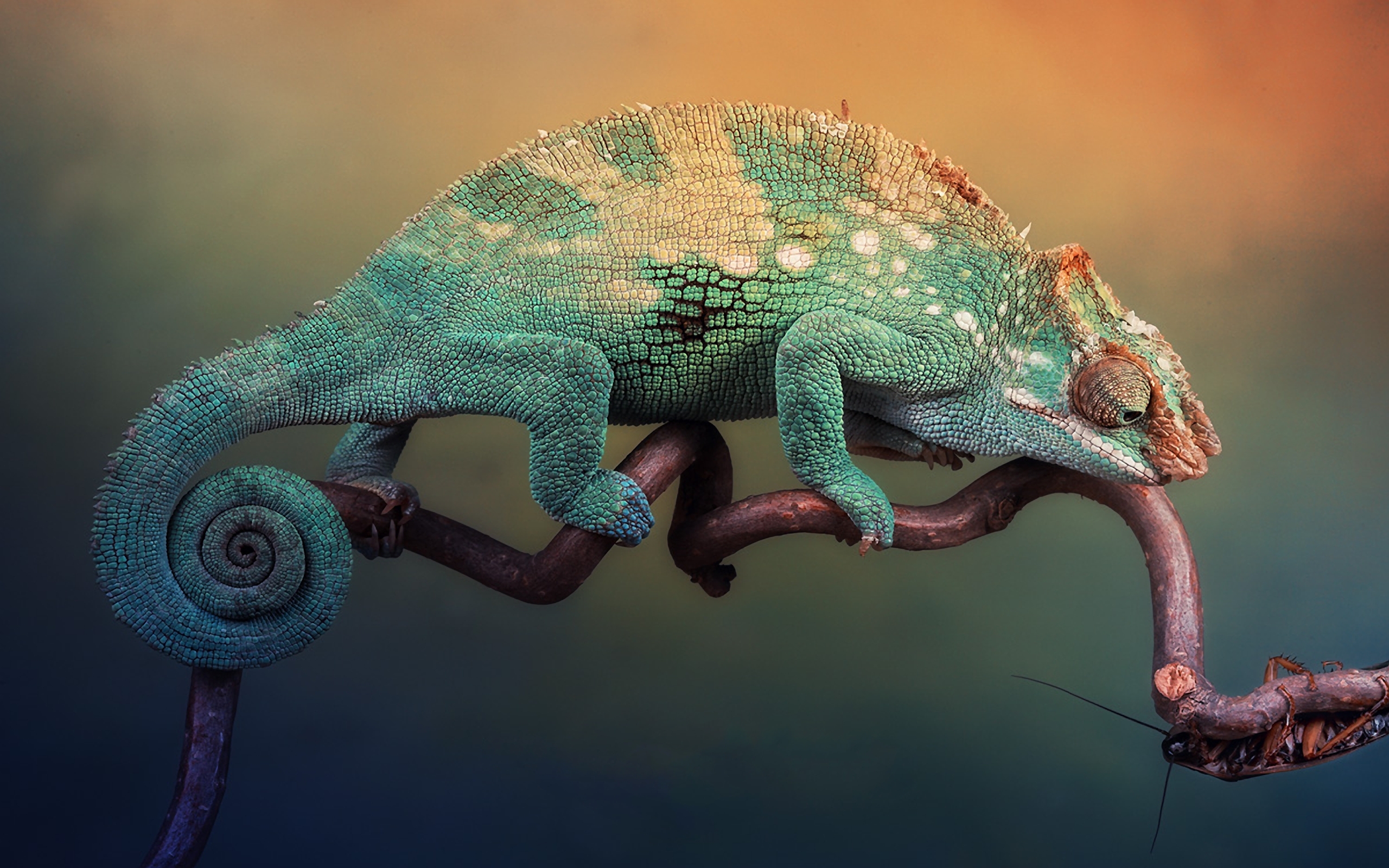 chameleon, reptiles, animal desktop HD wallpaper