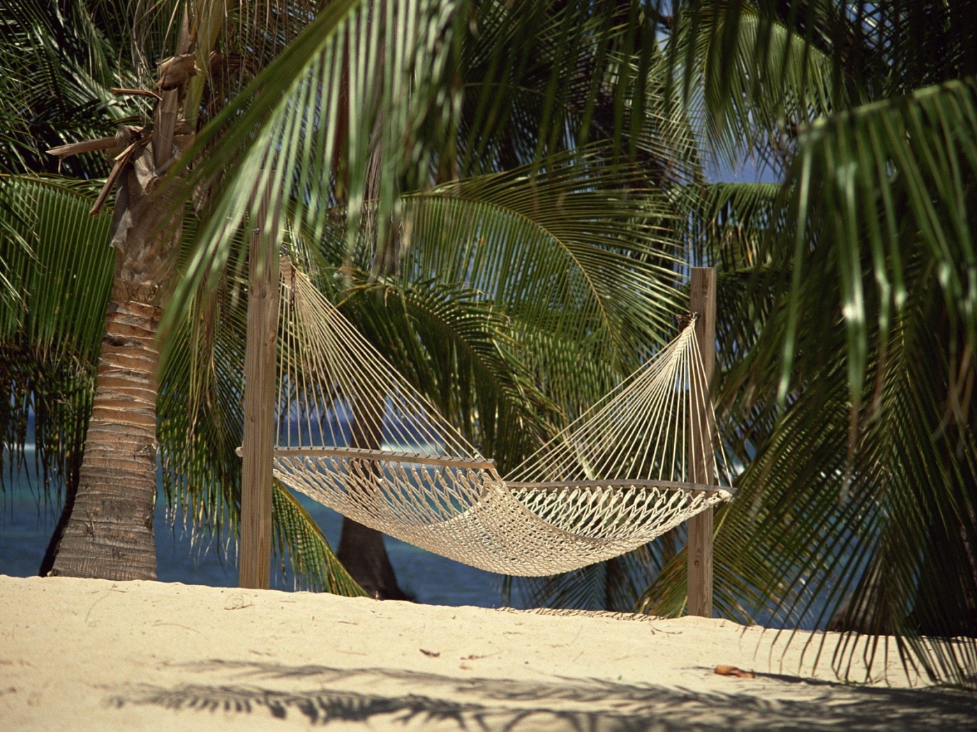 免费下载景观, 棕榈, 海滩手机壁纸。