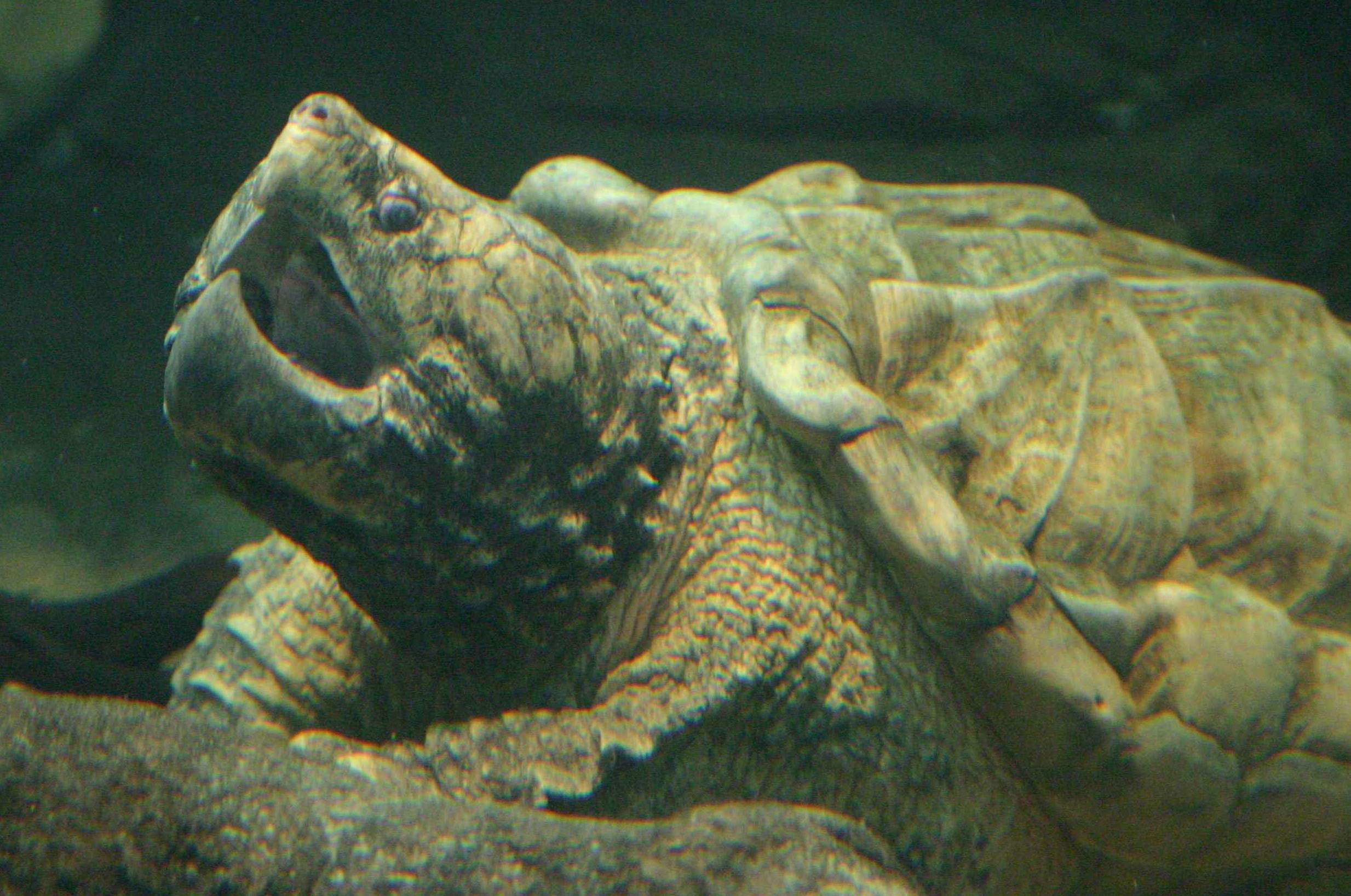 Аллигатор щелкающая черепаха