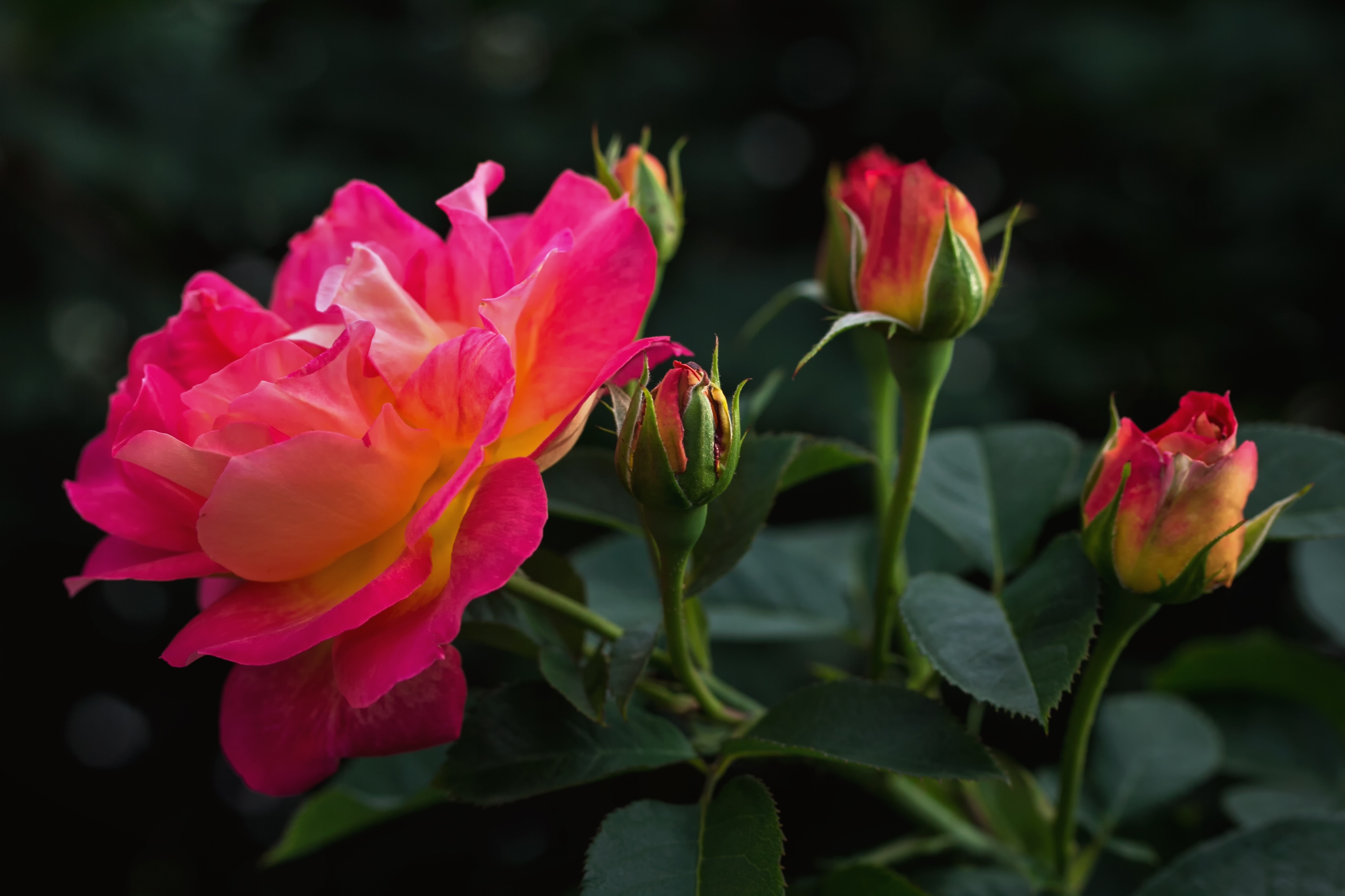 413135壁紙のダウンロード地球, 薔薇, つぼみ, 花, 自然, ピンクのバラ, フラワーズ-スクリーンセーバーと写真を無料で