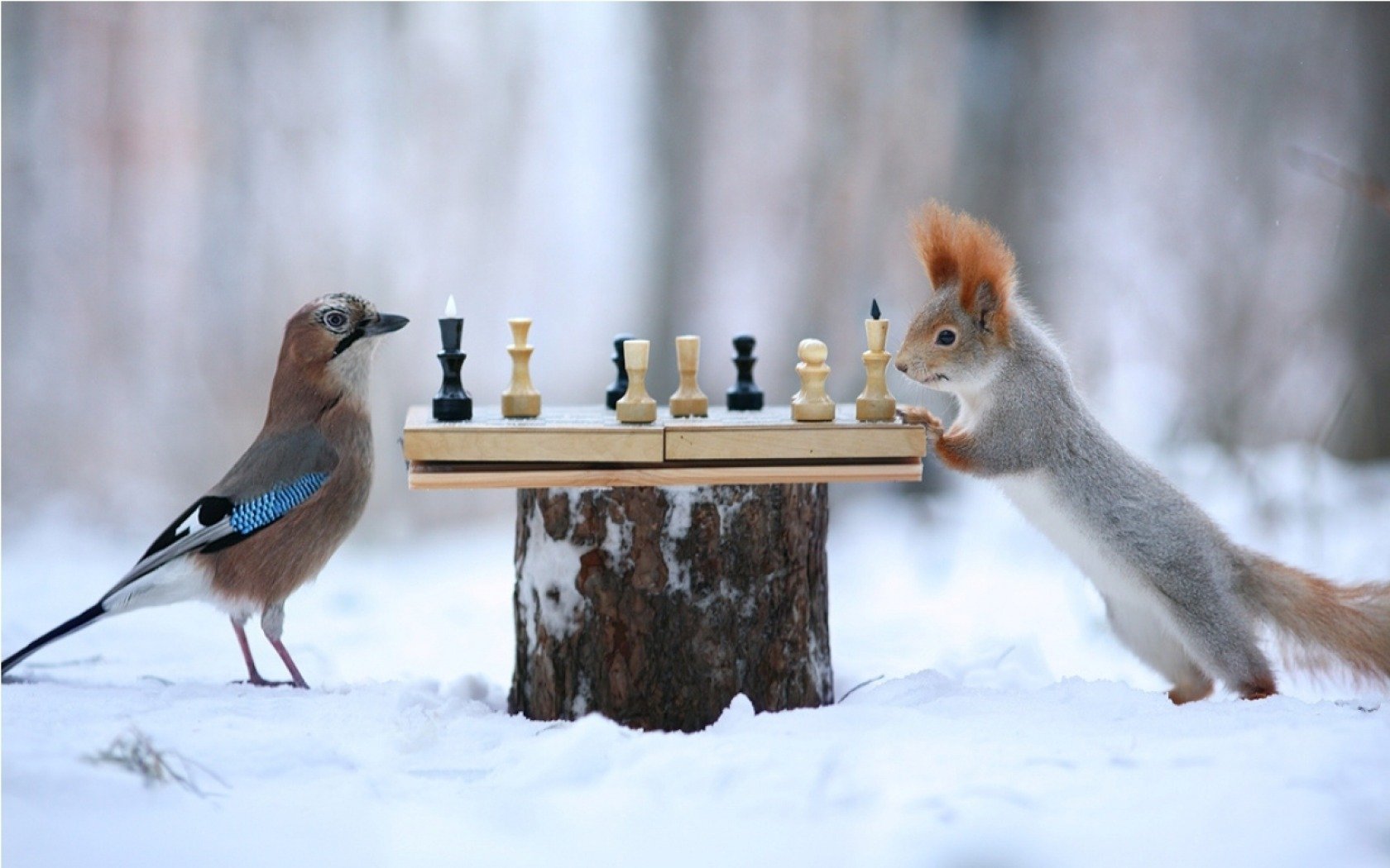 1502123 télécharger l'image écureuil, humour, animaux, oiseau, jeu d'échecs - fonds d'écran et économiseurs d'écran gratuits