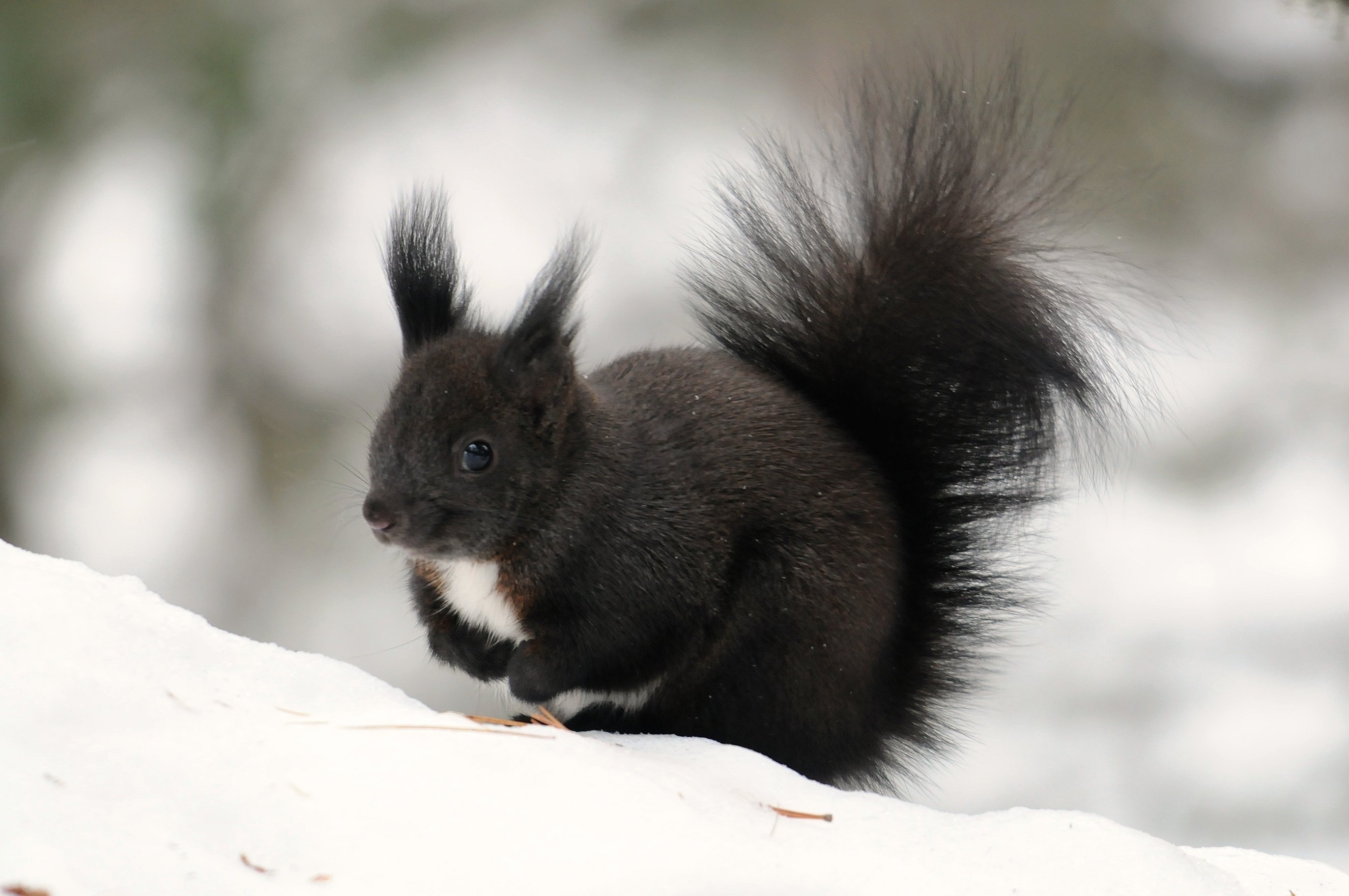Free download wallpaper Fluffy, Tail, Animals, Winter, Squirrel, Color, Snow on your PC desktop