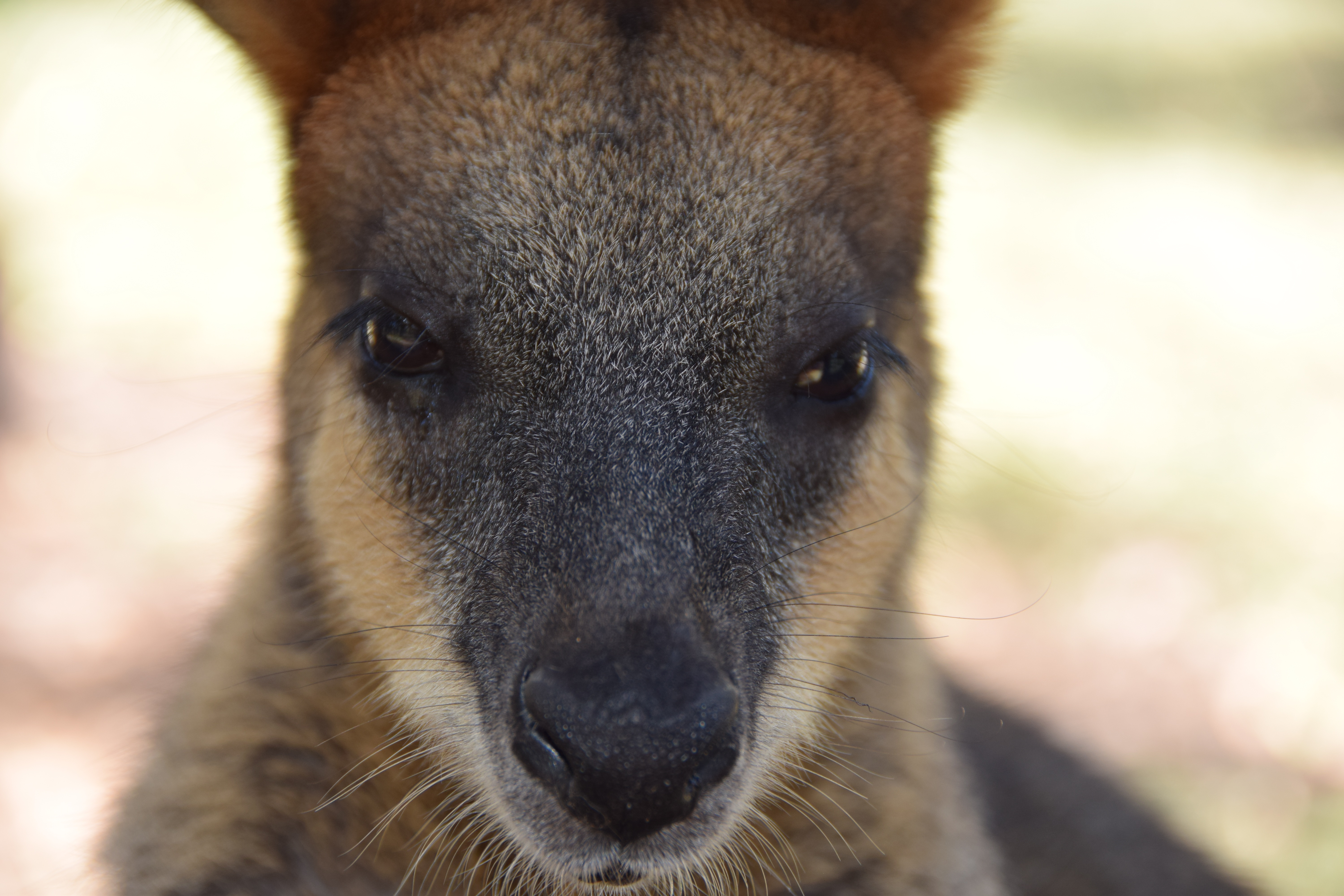 animals, kangaroo, muzzle, eyes, nose