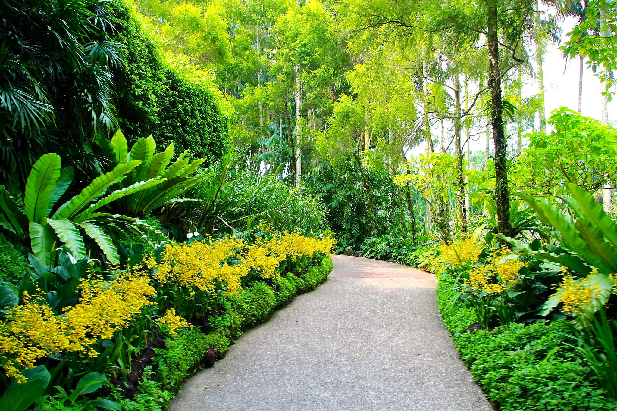 69160 Bild herunterladen natur, bäume, pfad, singapur, botanischer garten - Hintergrundbilder und Bildschirmschoner kostenlos