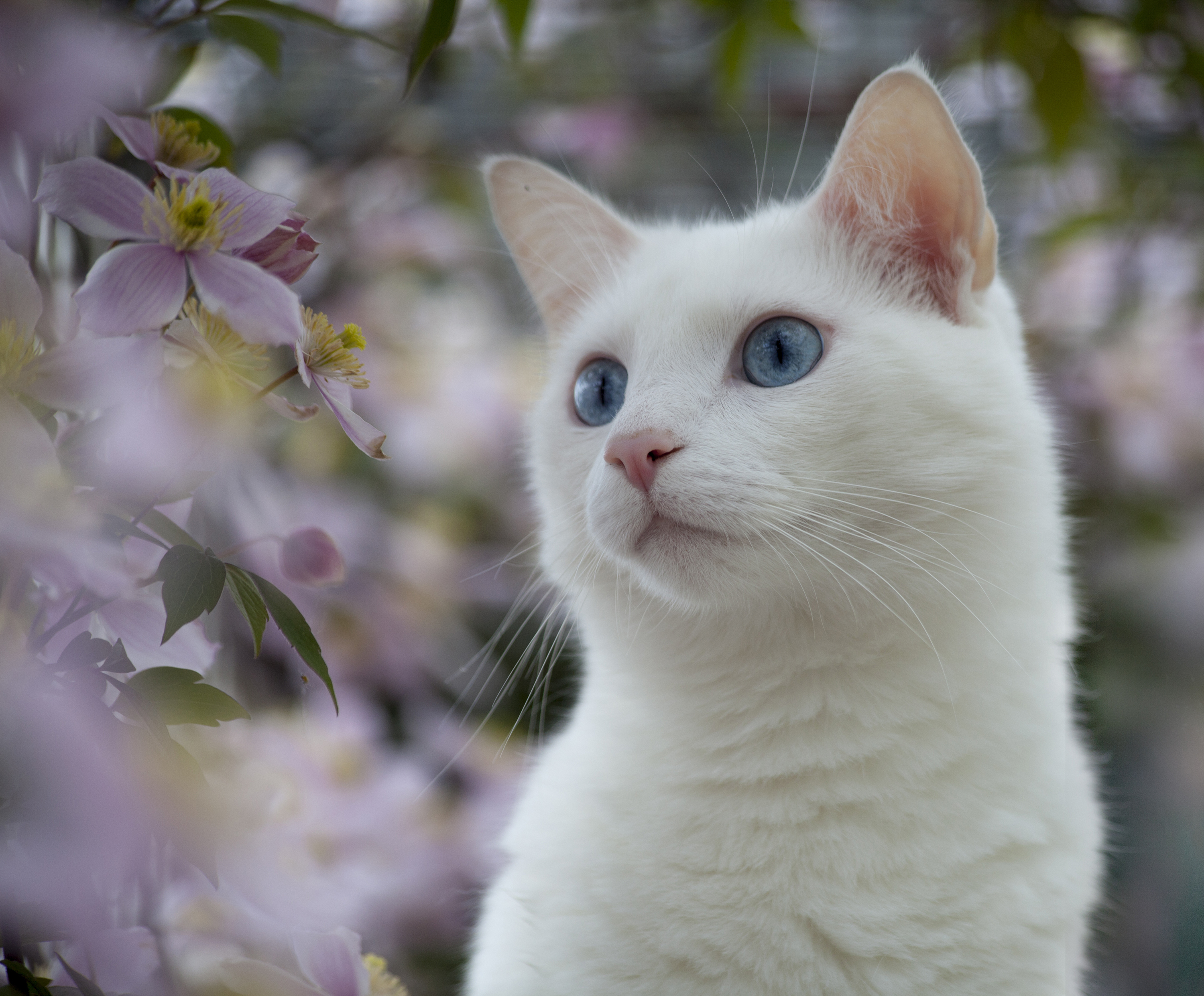 Европейская короткошерстная кошка белая