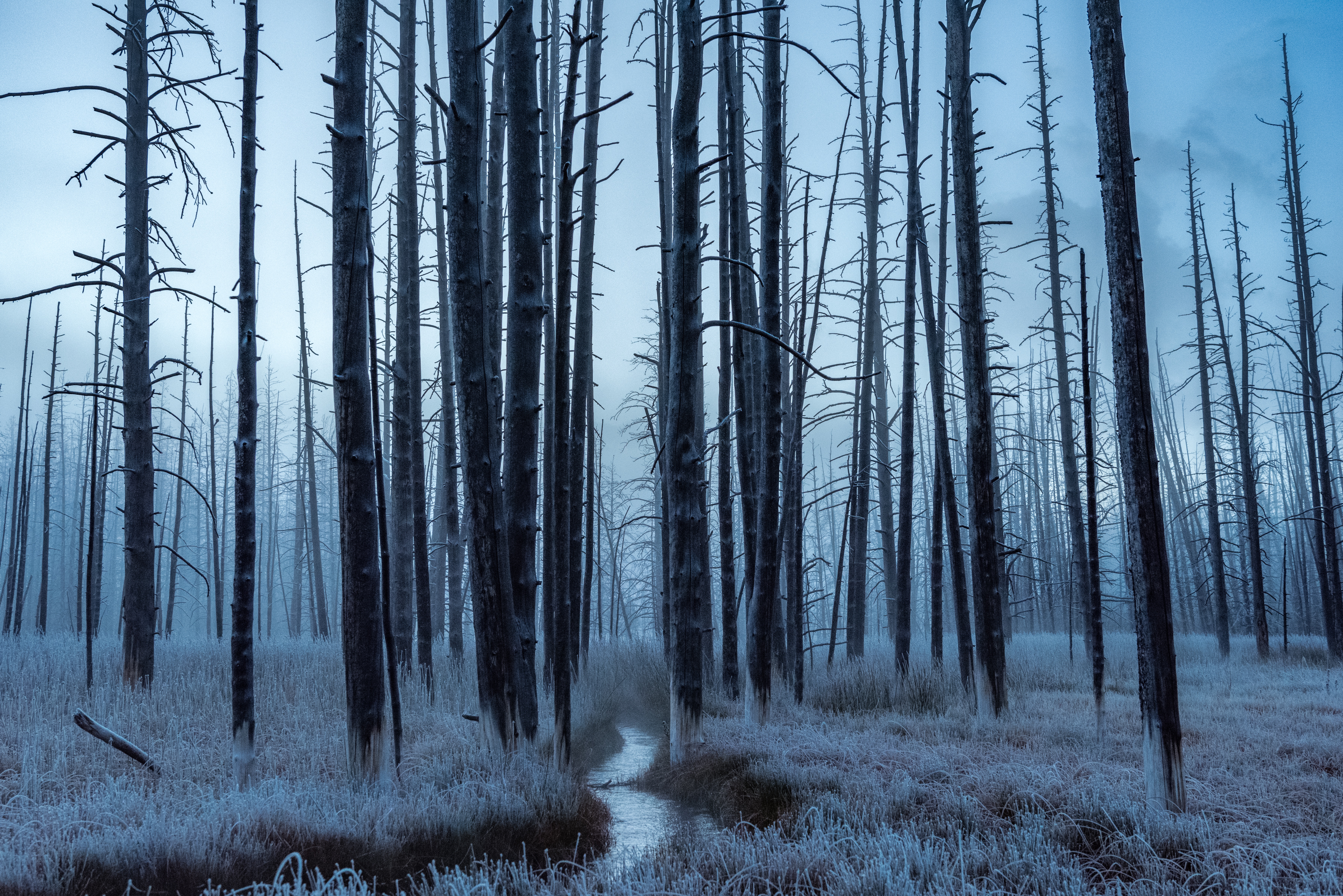 nature, trees, forest, frost, hoarfrost, creek, brook High Definition image