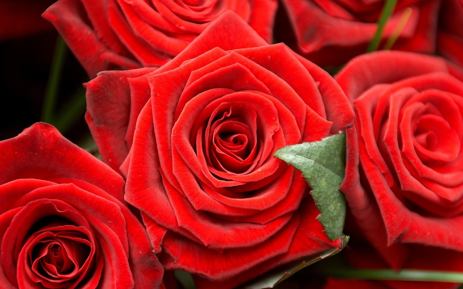 red rose, earth, rose, bud, flower, macro, flowers