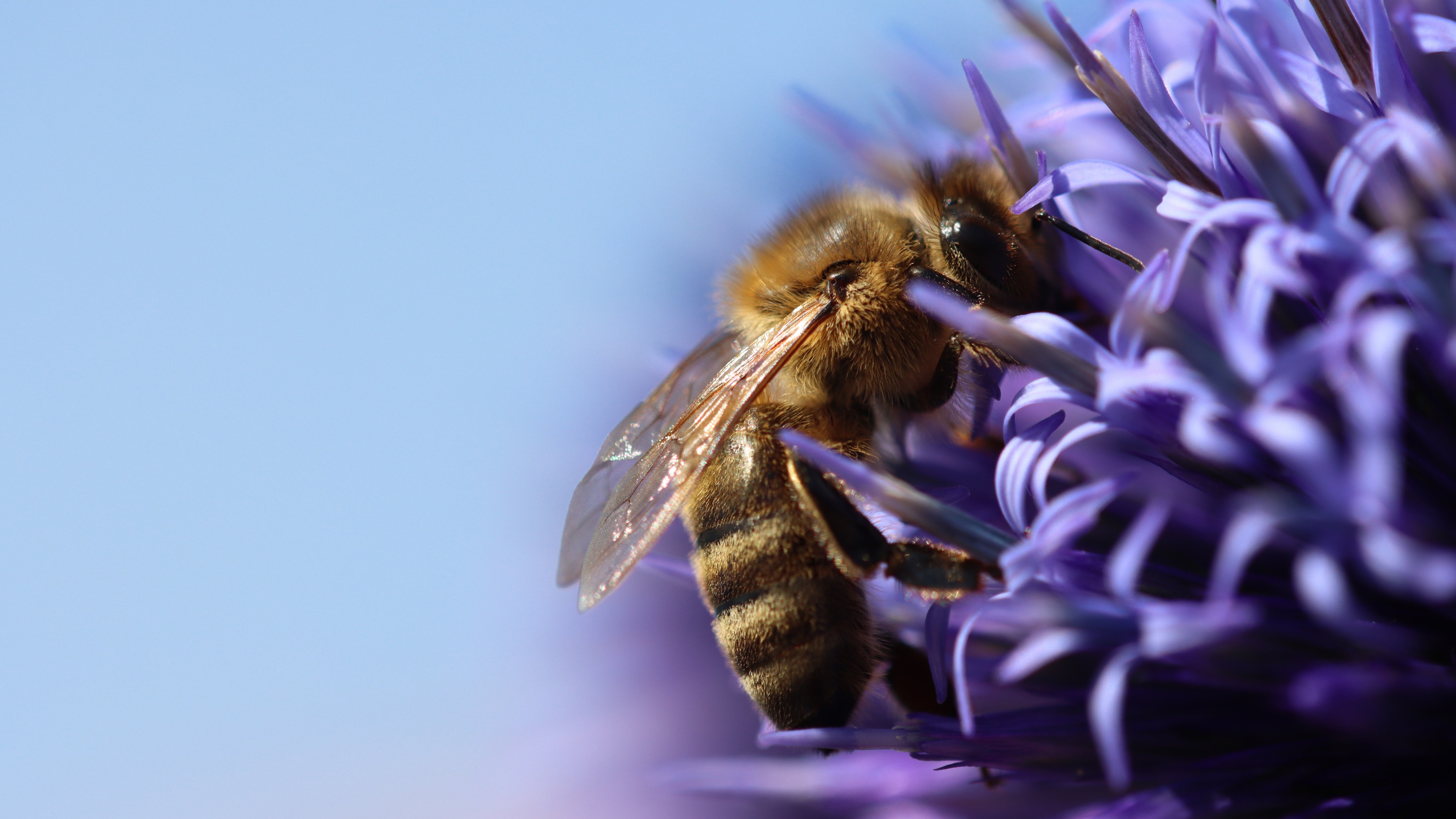 Медоносная пчела макро