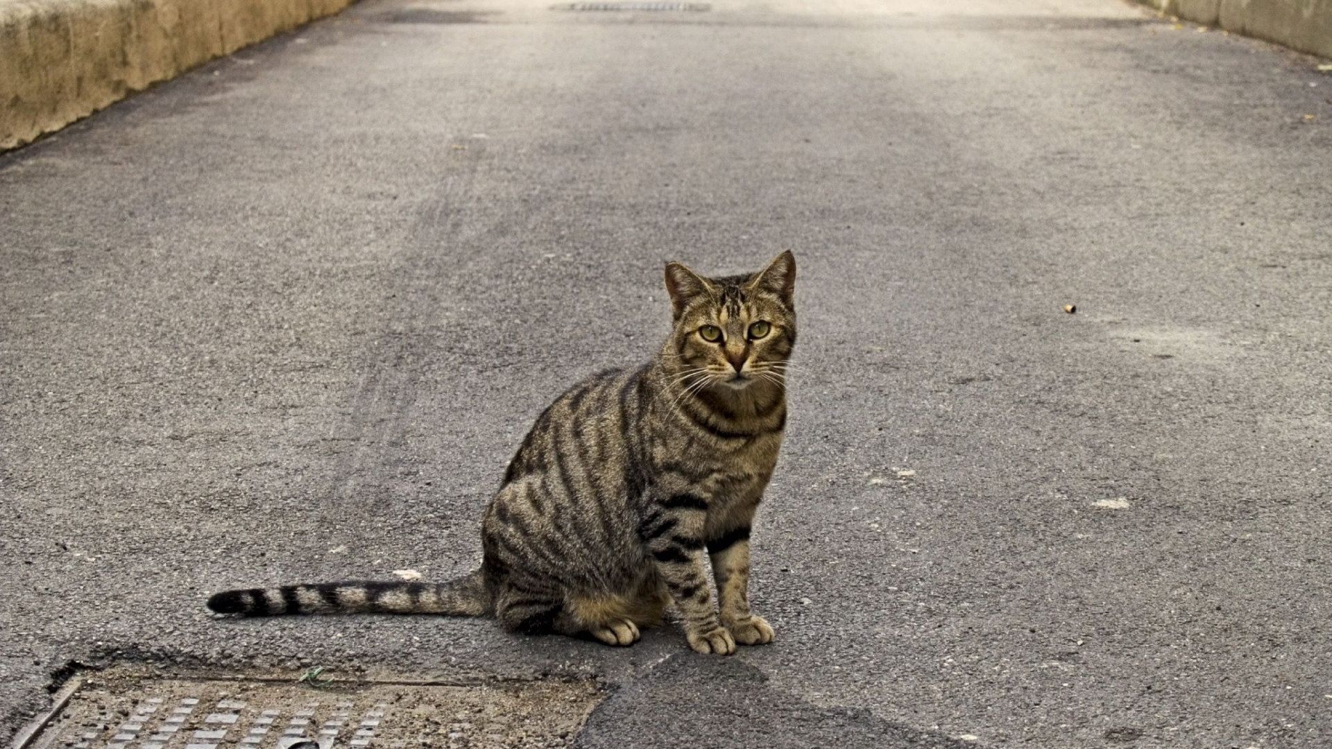 sit, animals, cat, striped, sidewalk