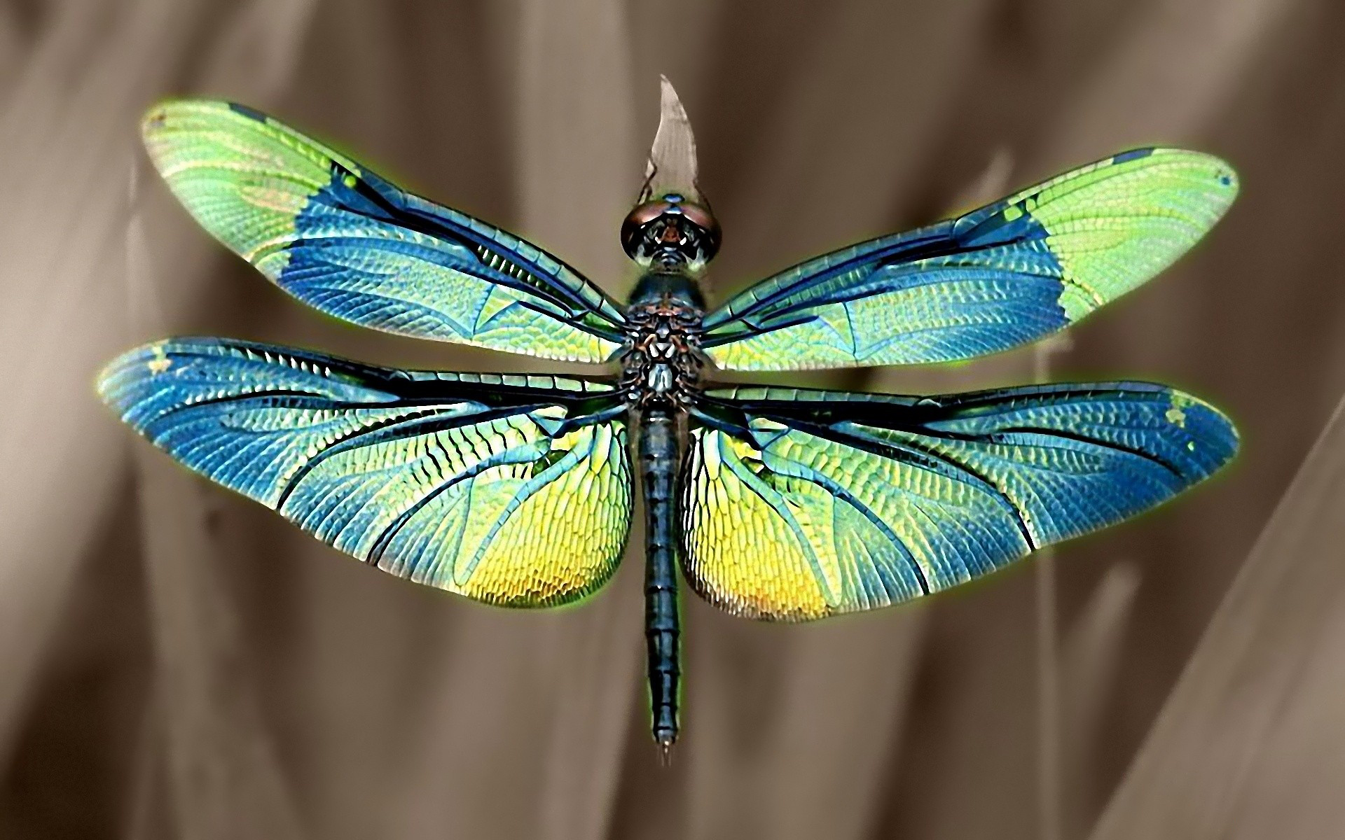 dragonfly, animal, insects wallpapers for tablet