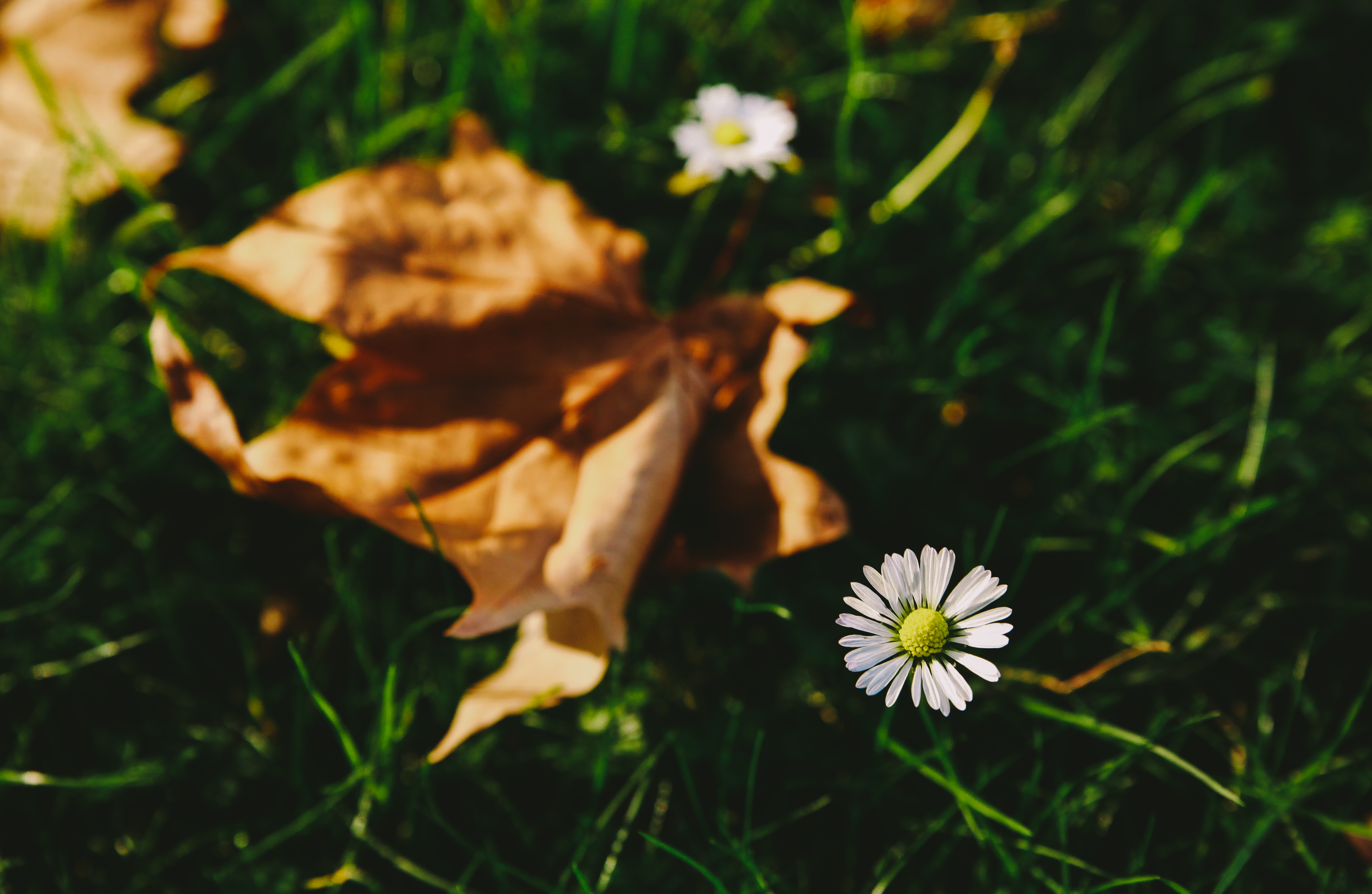 Free download wallpaper Grass, Flower, Macro, Blur, Smooth, Garden on your PC desktop