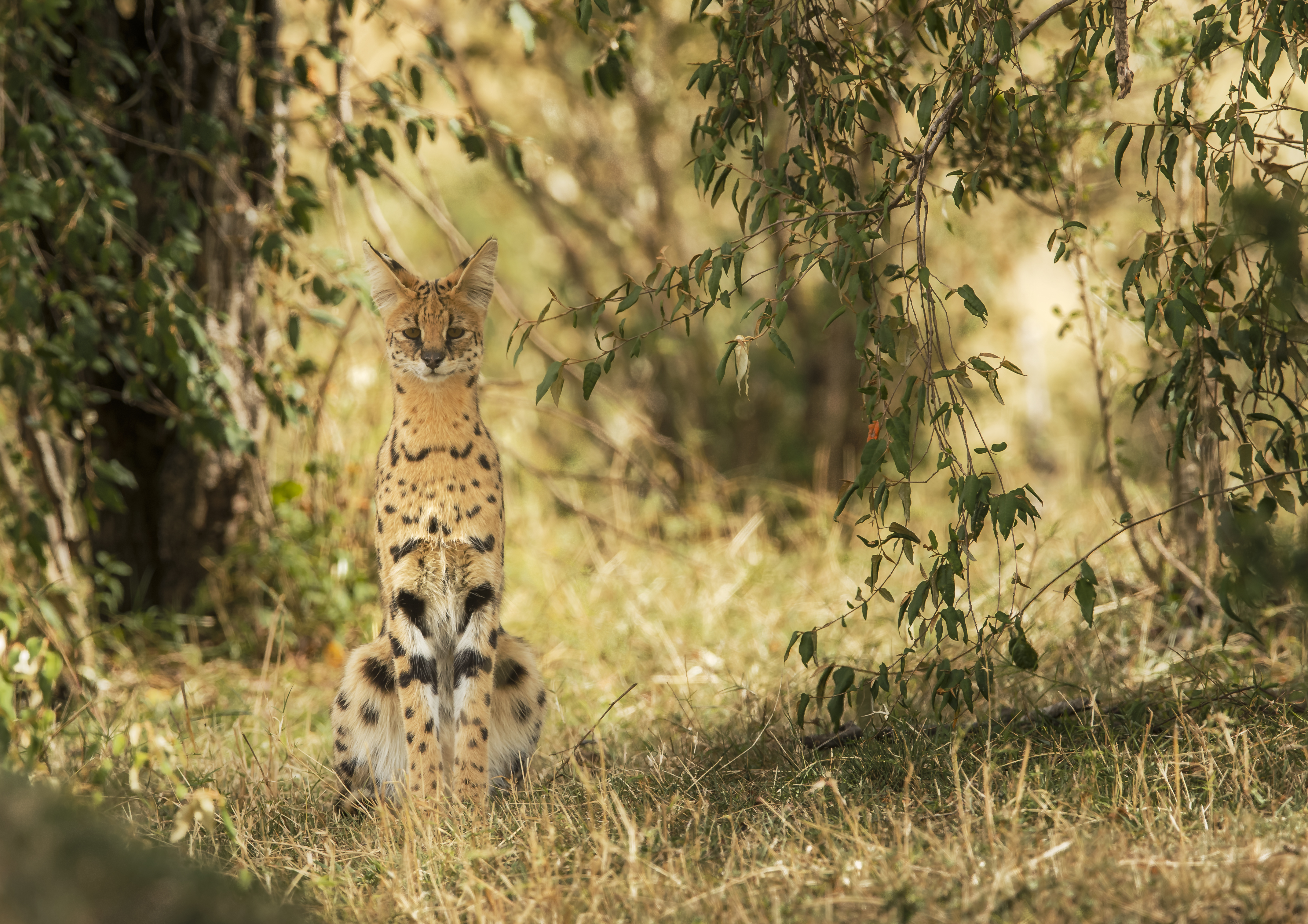 animal, serval, depth of field, cats UHD