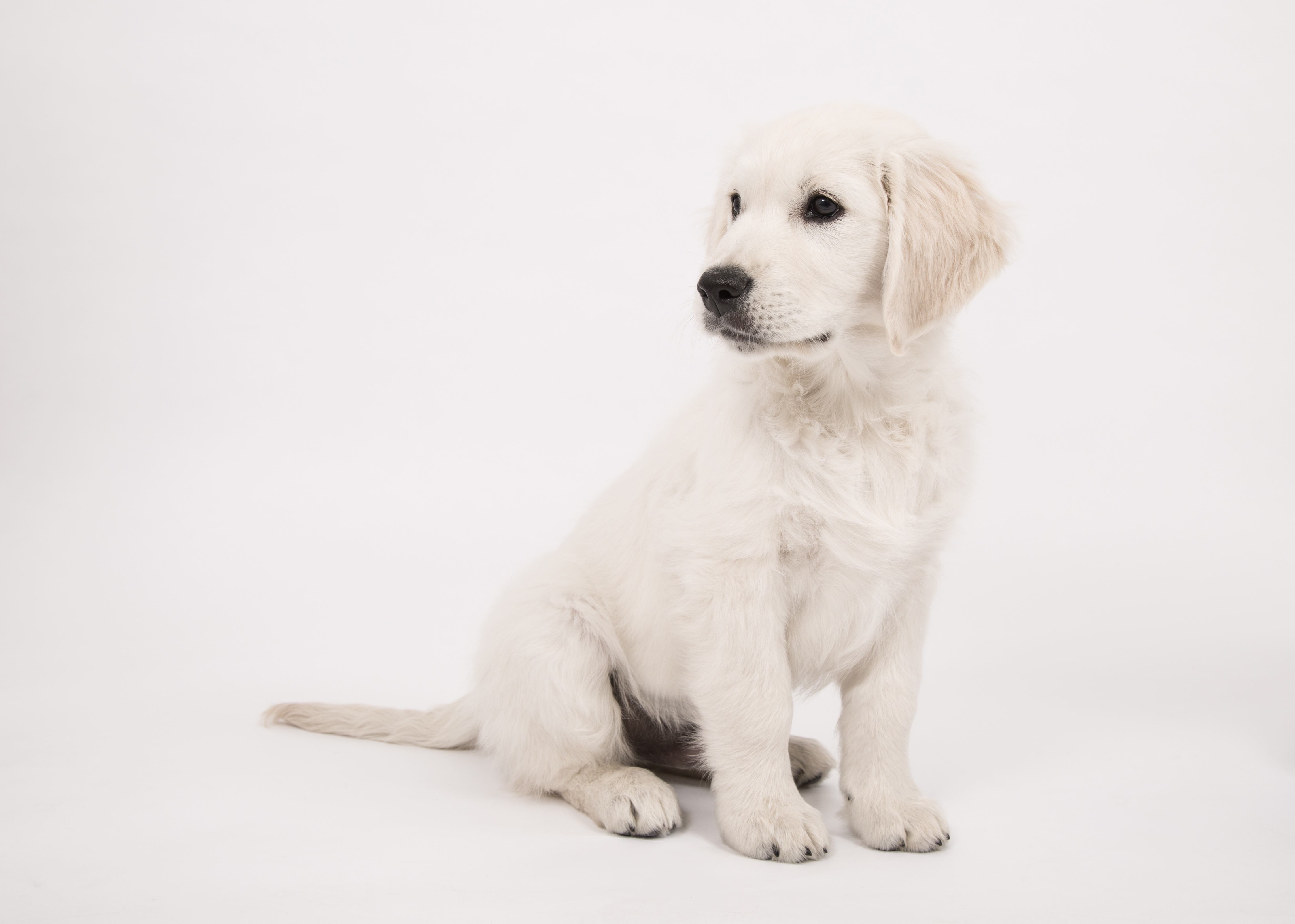 Золотистый ретривер щенок на белом фоне