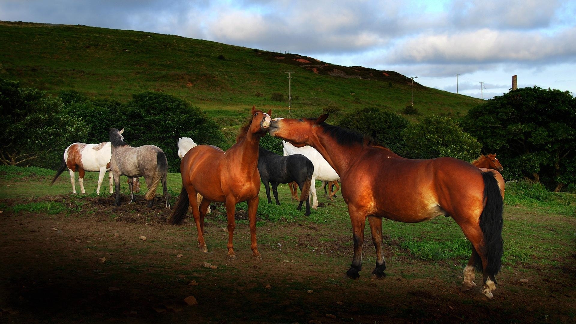 Free download wallpaper Animals, Horses on your PC desktop