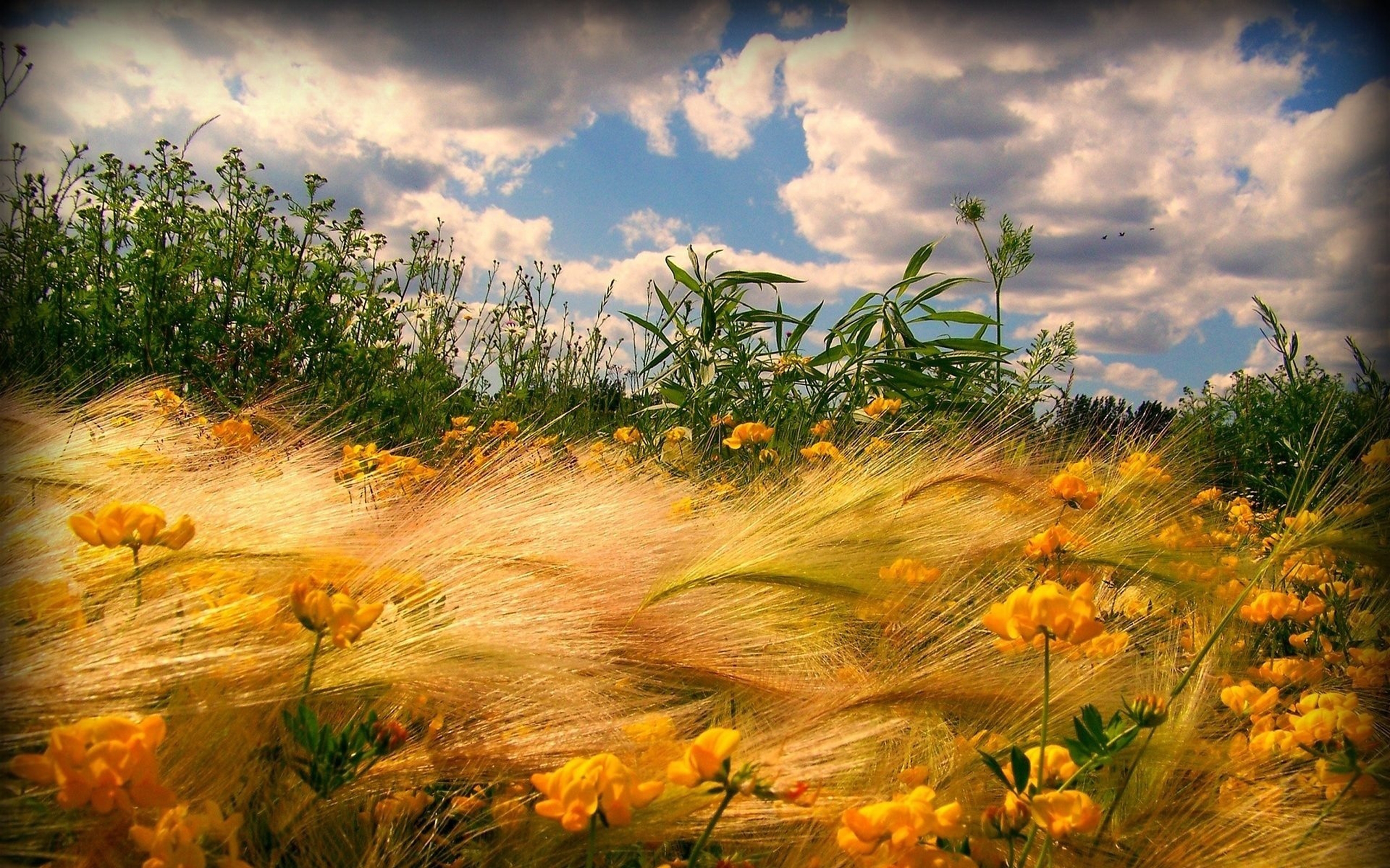 Легкий ветерок едва колышет прибрежные кусты. Поле с желтыми цветами. Август пейзаж. Яркая природа. Красивое поле.