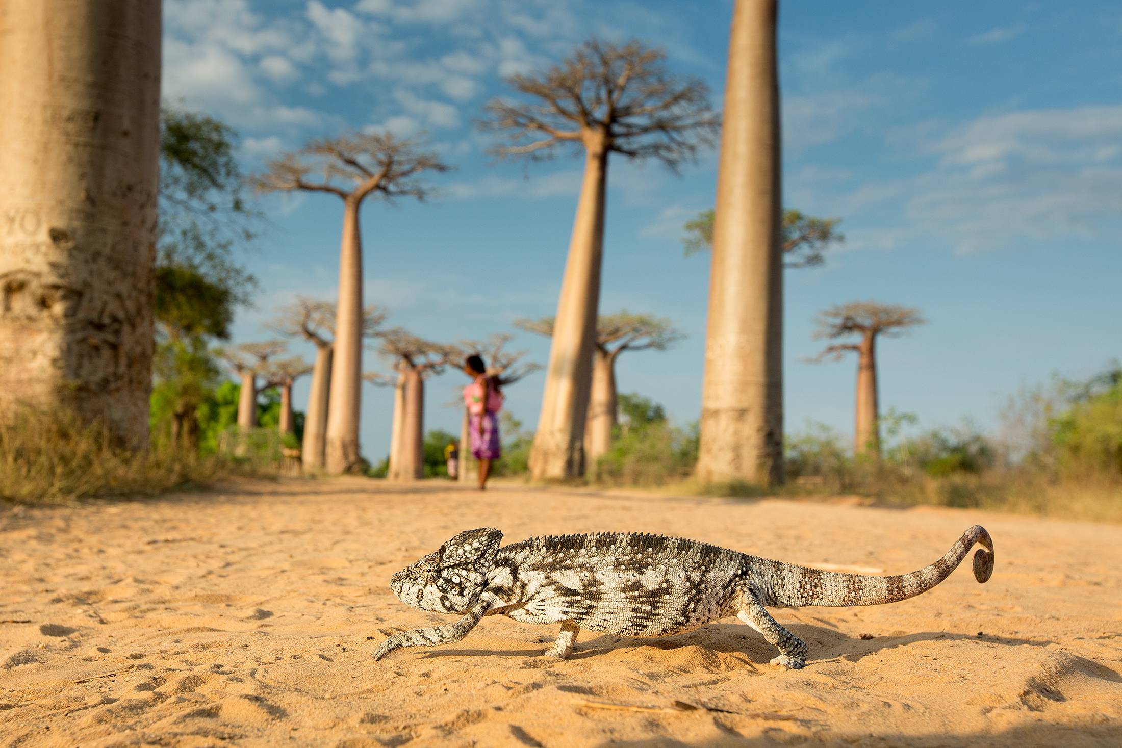 Республика Мадагаскар животные
