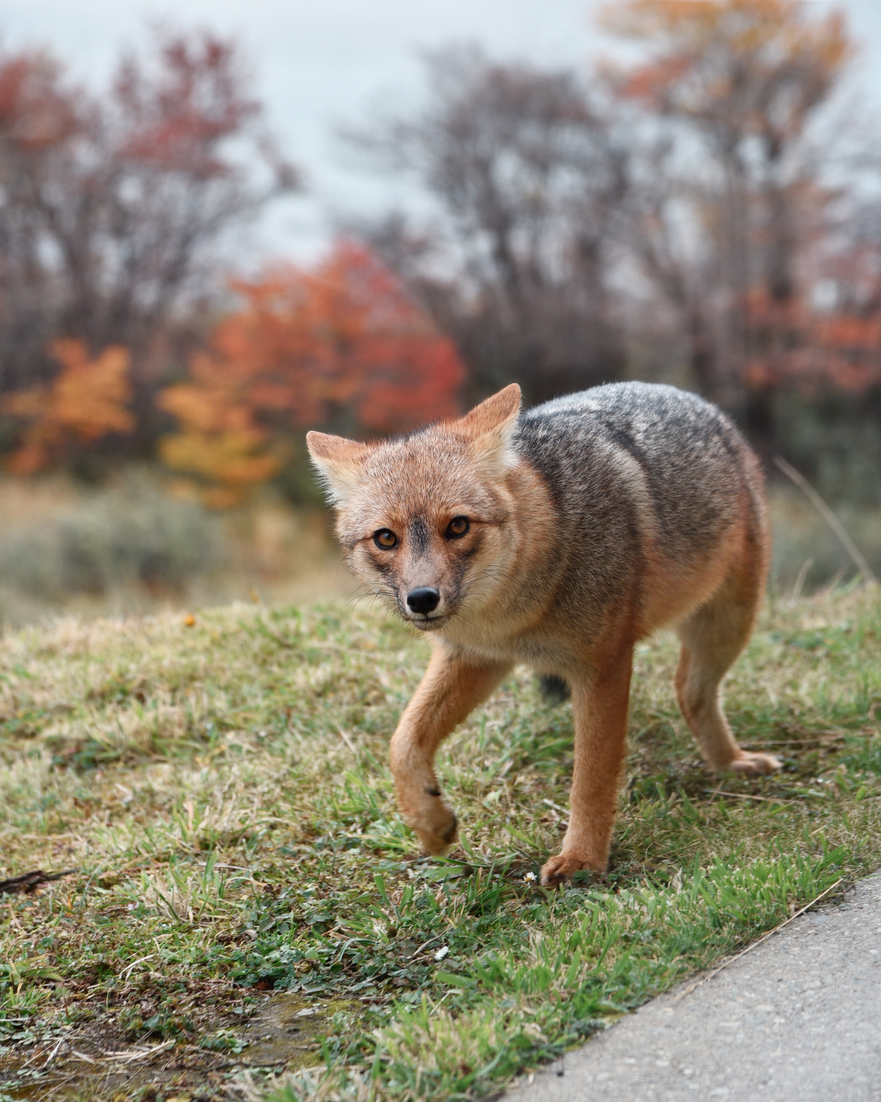 Download mobile wallpaper Sight, Fright, Opinion, Predator, Animals, Animal, Fox for free.