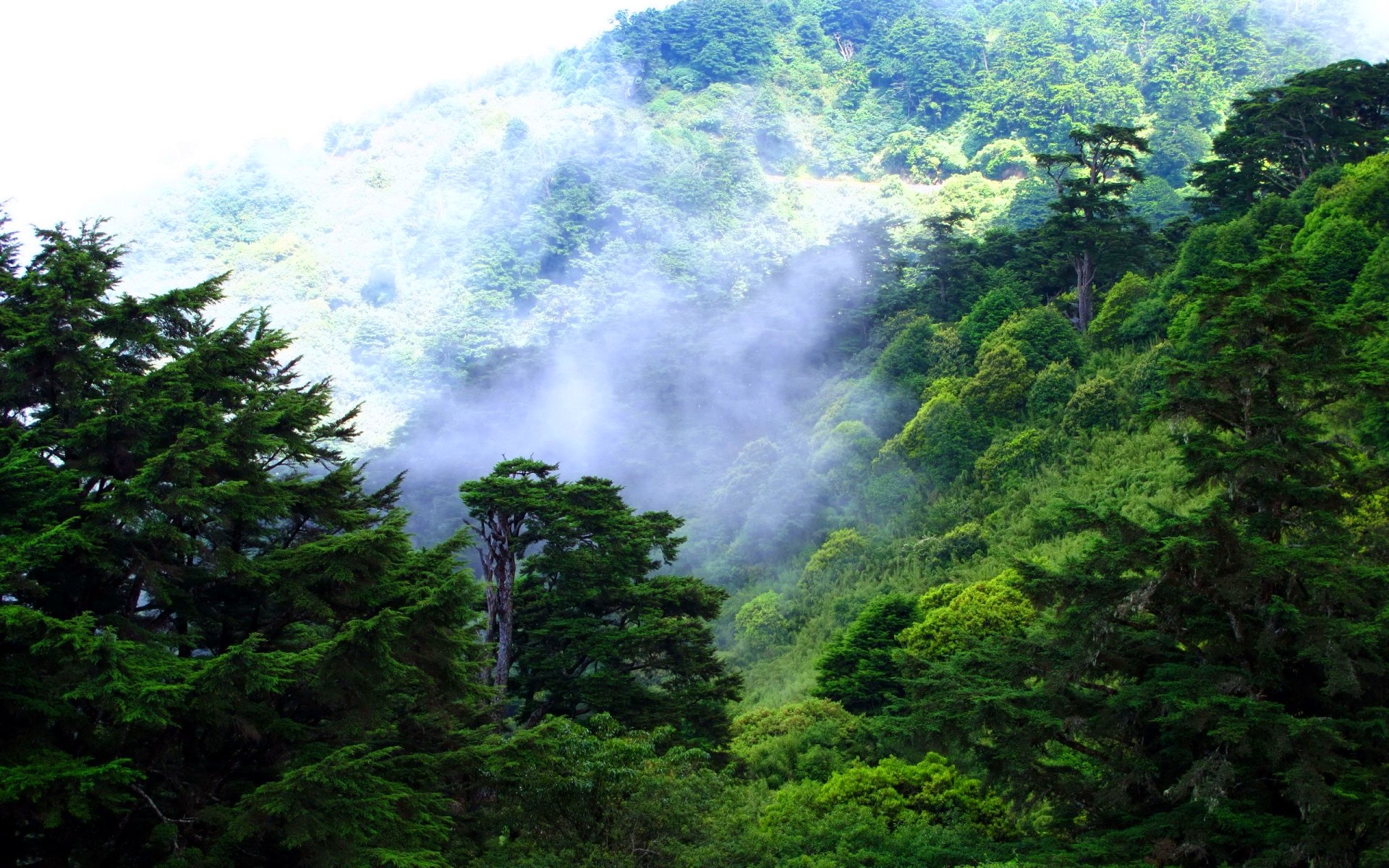 Тропические леса Тайваня