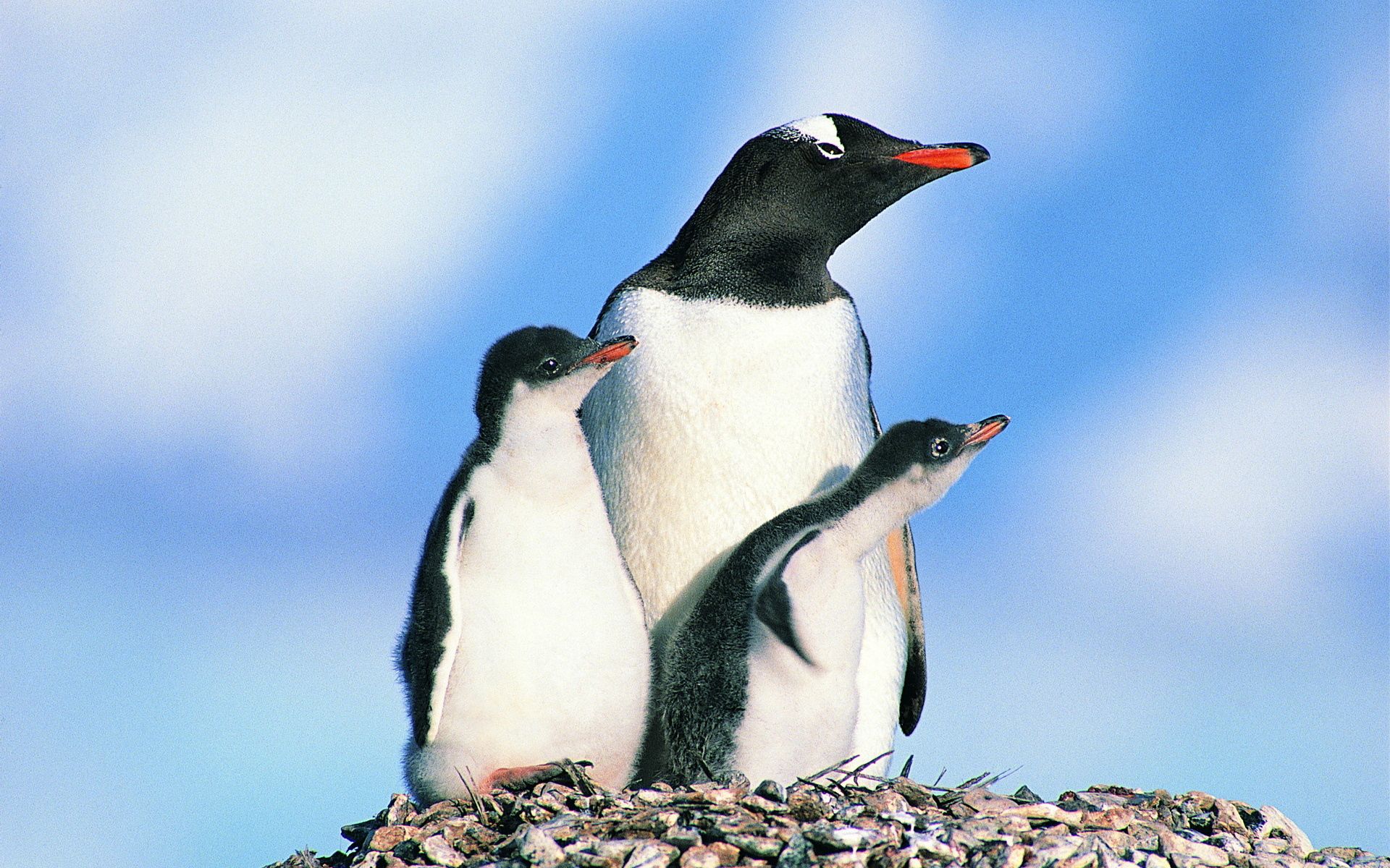 Скачать картинку Семья Пингвинов, Камни, Животные, Пингвины, Птицы в телефон бесплатно.
