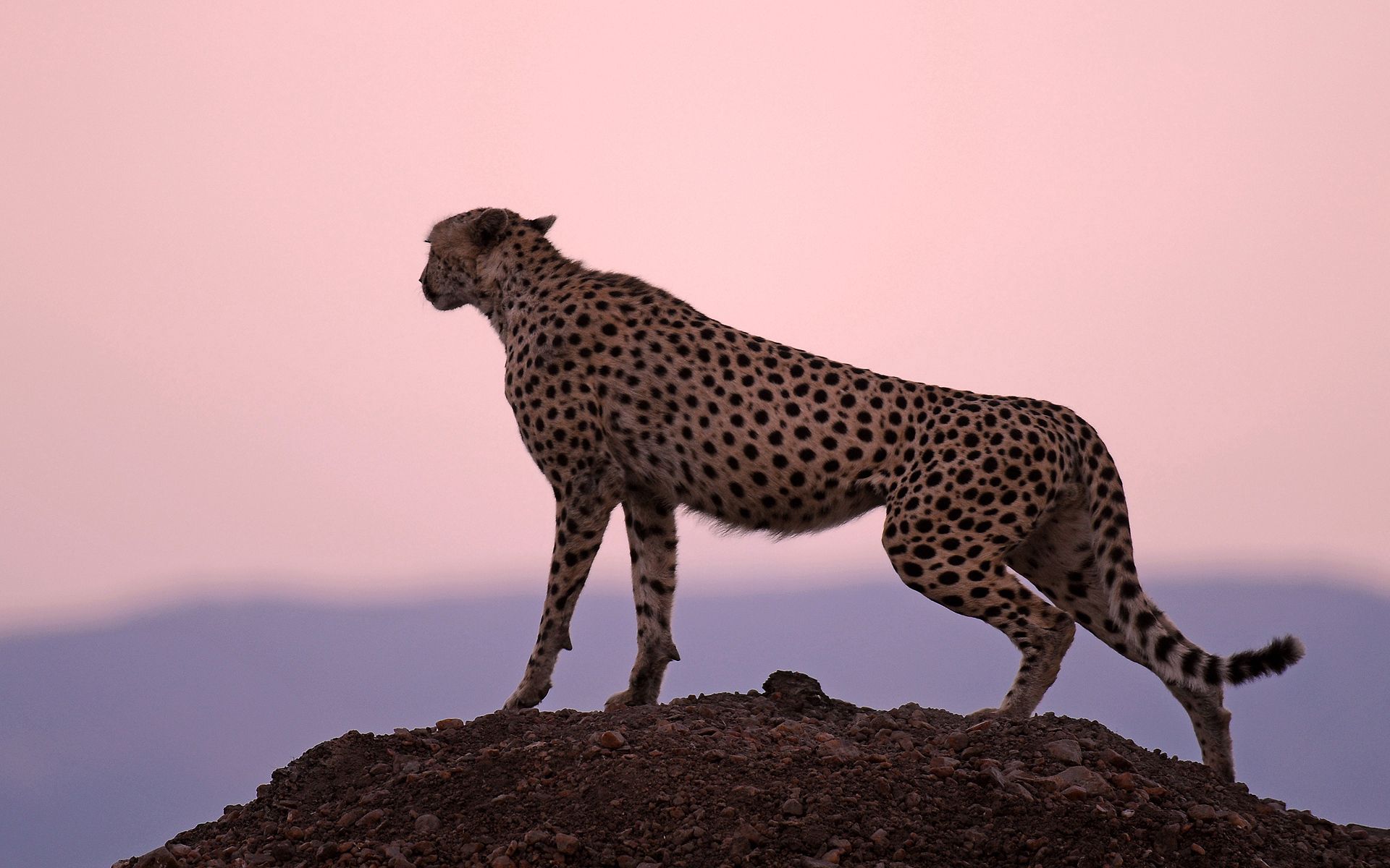 cheetah, animals, sunset, sky, horizon, predator images