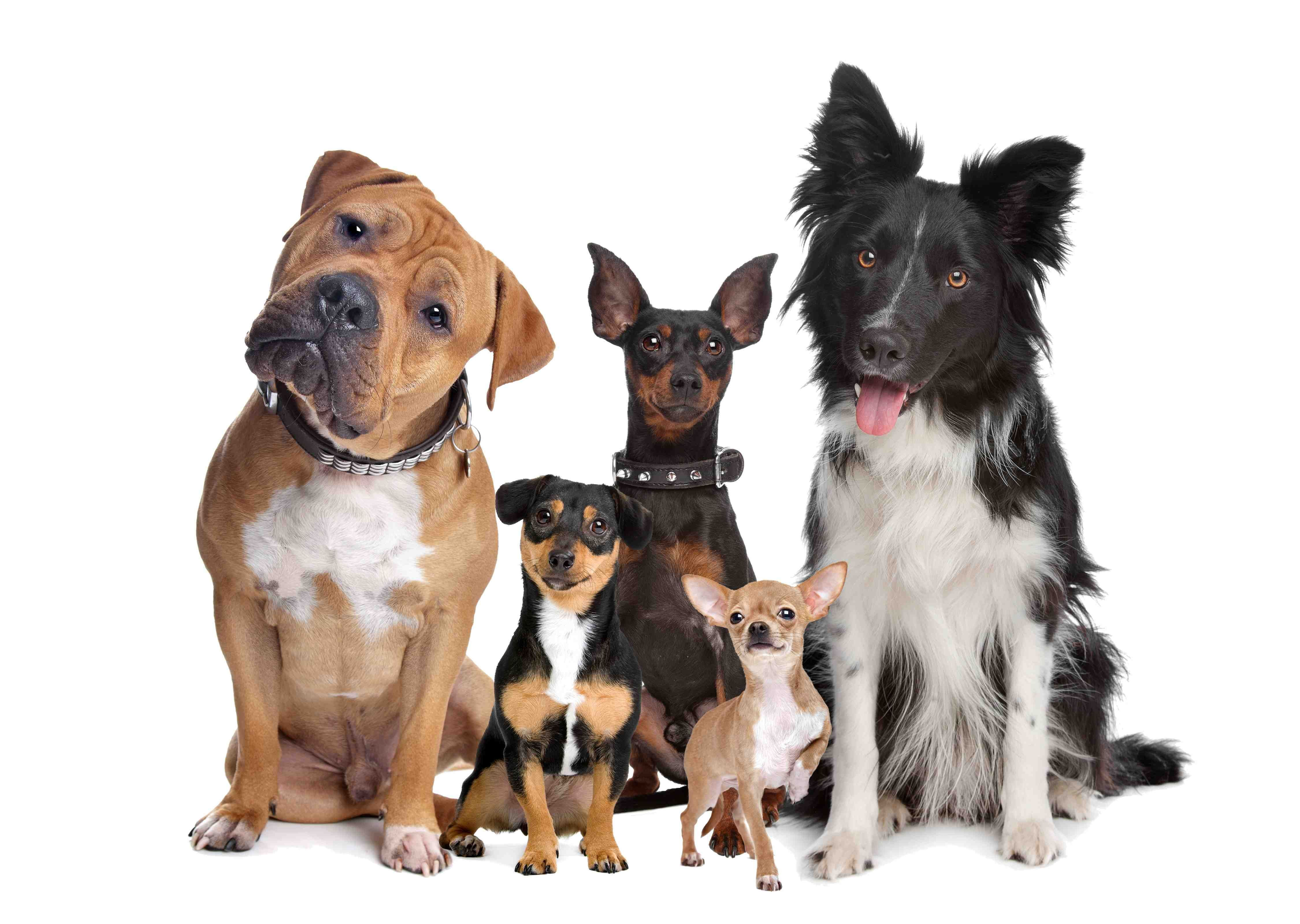 379533 baixar papel de parede cães, animais, cão, border collie, chihuahua - protetores de tela e imagens gratuitamente