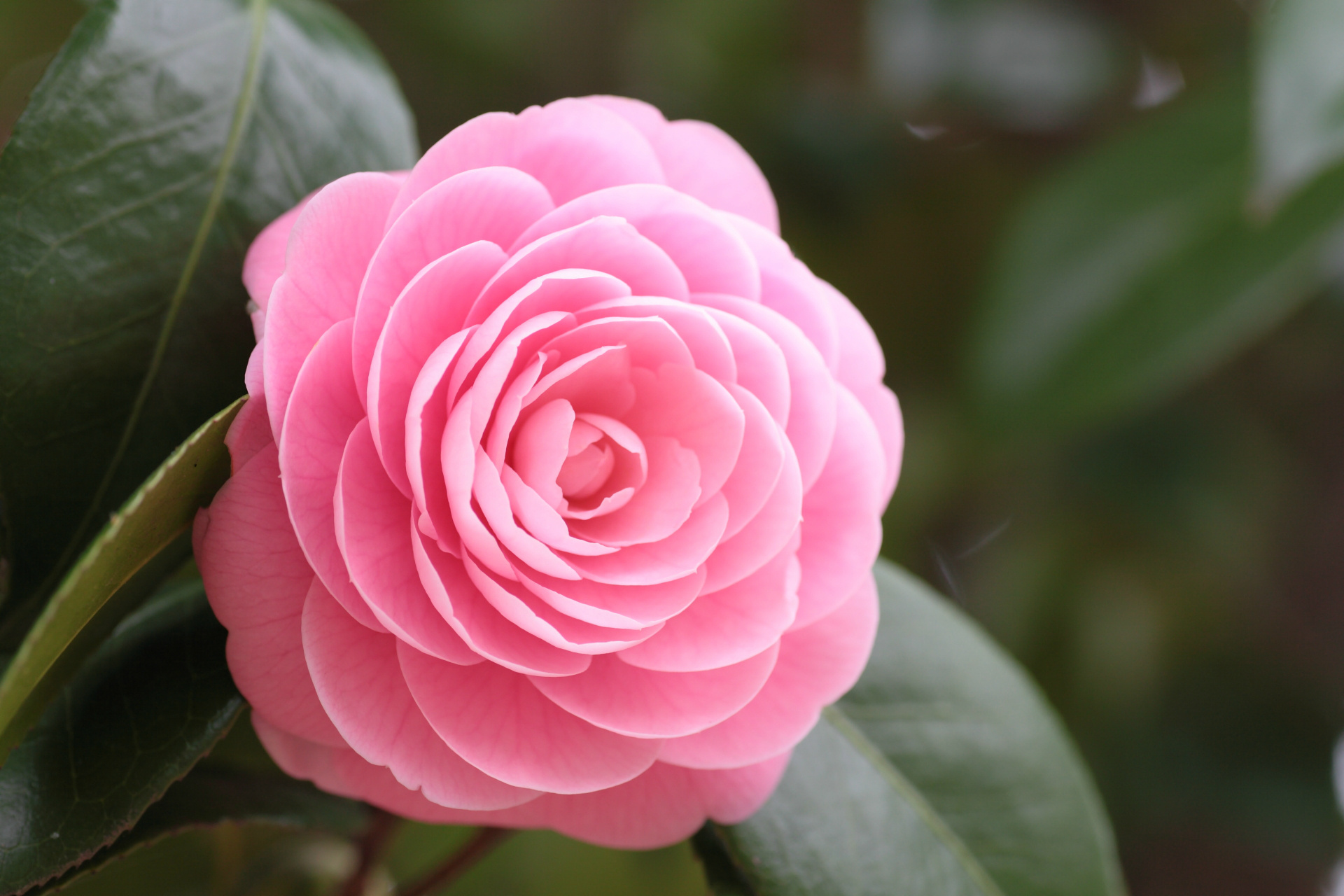 Camellia Photos Download The BEST Free Camellia Stock Photos  HD Images