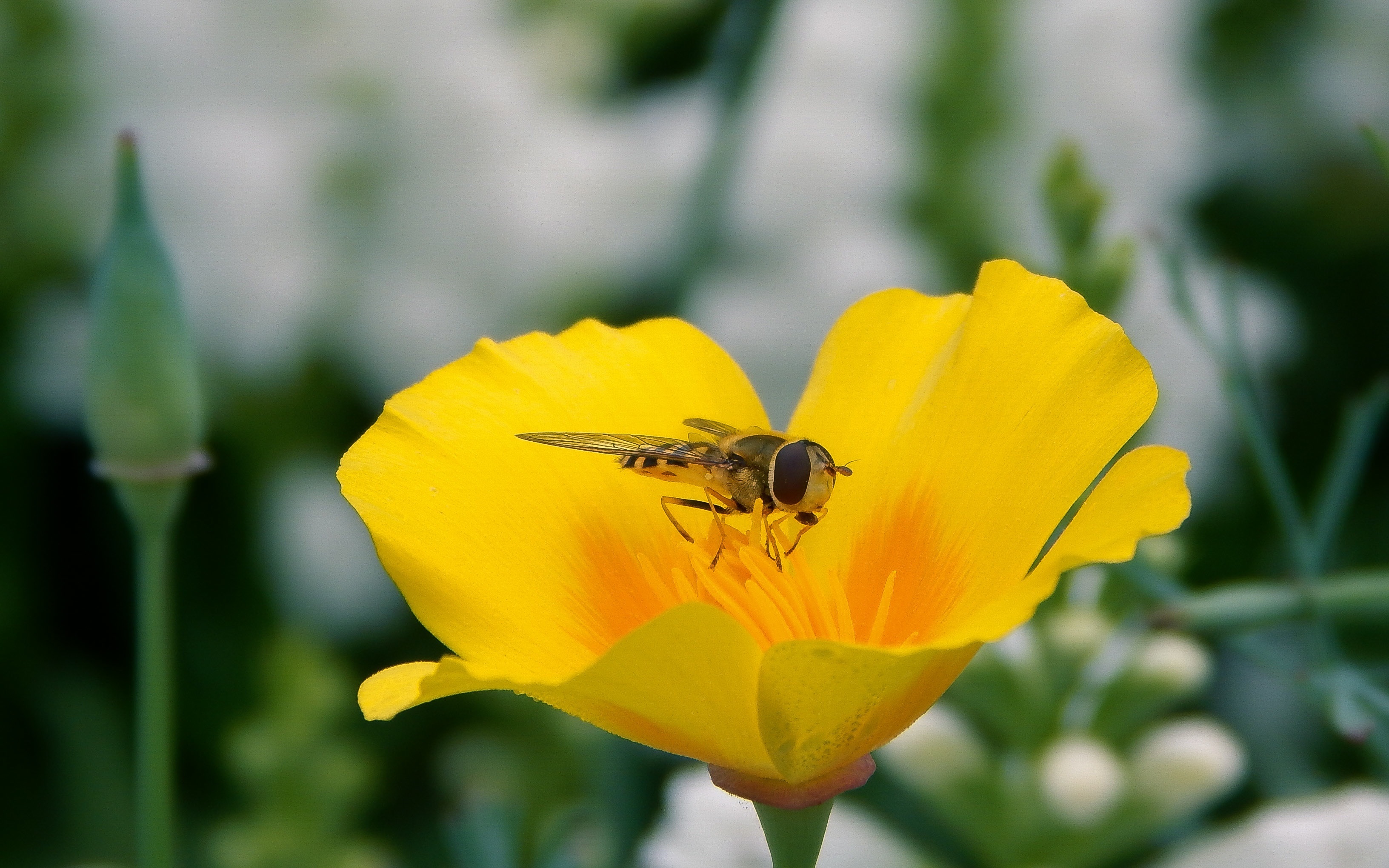 Laden Sie das Makro, Insekt, Bestäubung, Blume, Biene-Bild kostenlos auf Ihren PC-Desktop herunter