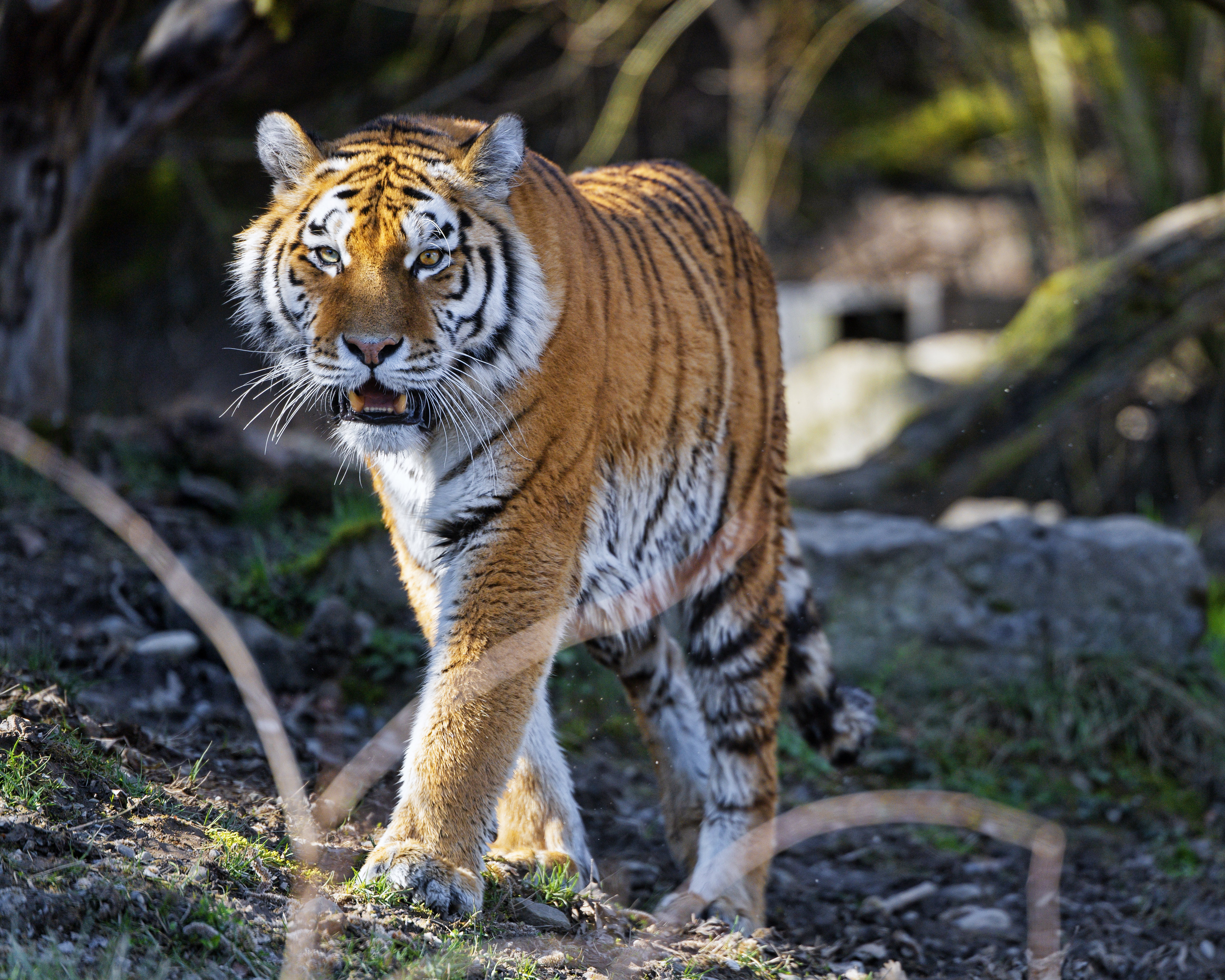 91972 скачать обои тигр, клыки, животные, хищник, большая кошка - заставки и картинки бесплатно