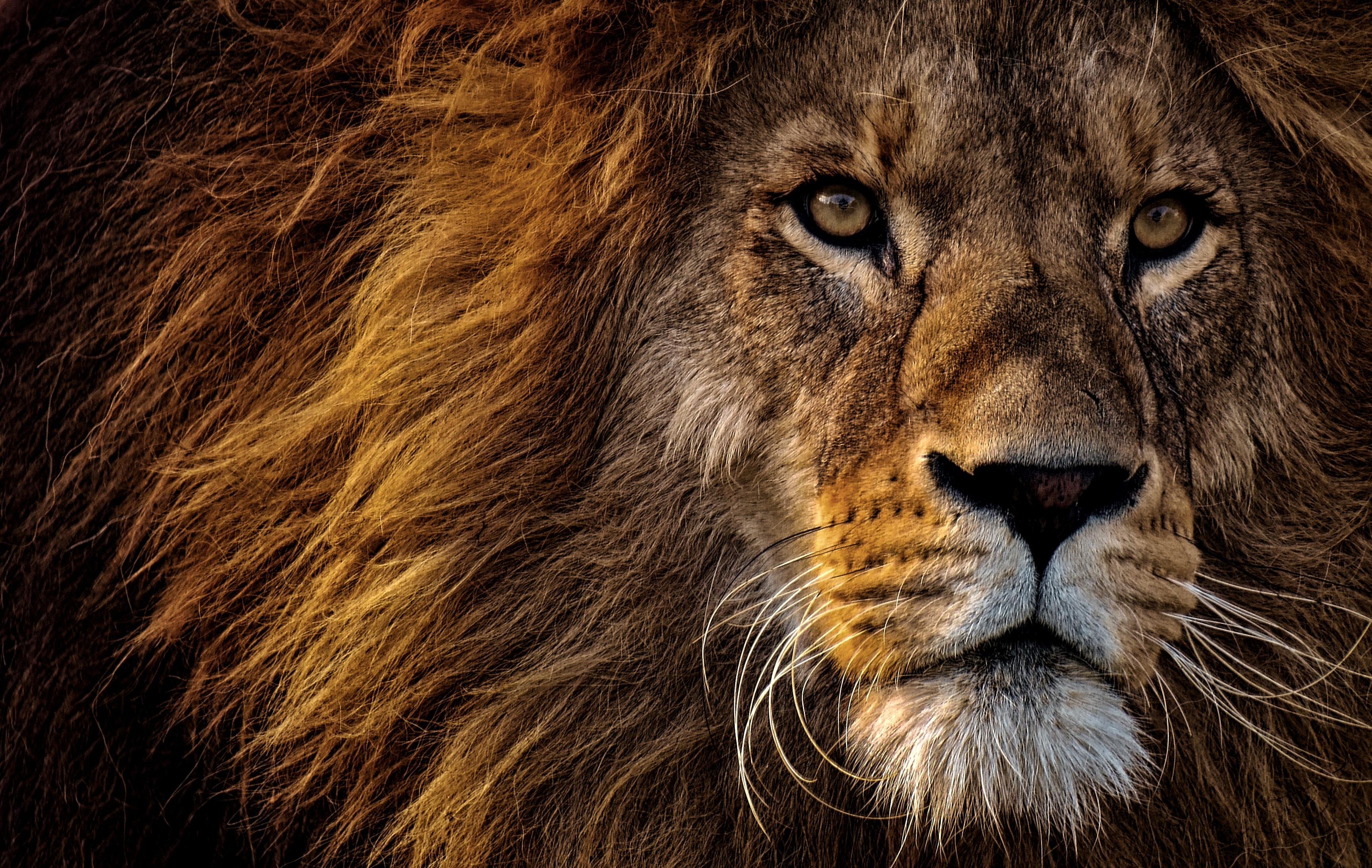 121351 baixar papel de parede leão, rei das bestas, animais, focinho, um leão, predator, predador, visão, opinião, juba, rei das feras - protetores de tela e imagens gratuitamente