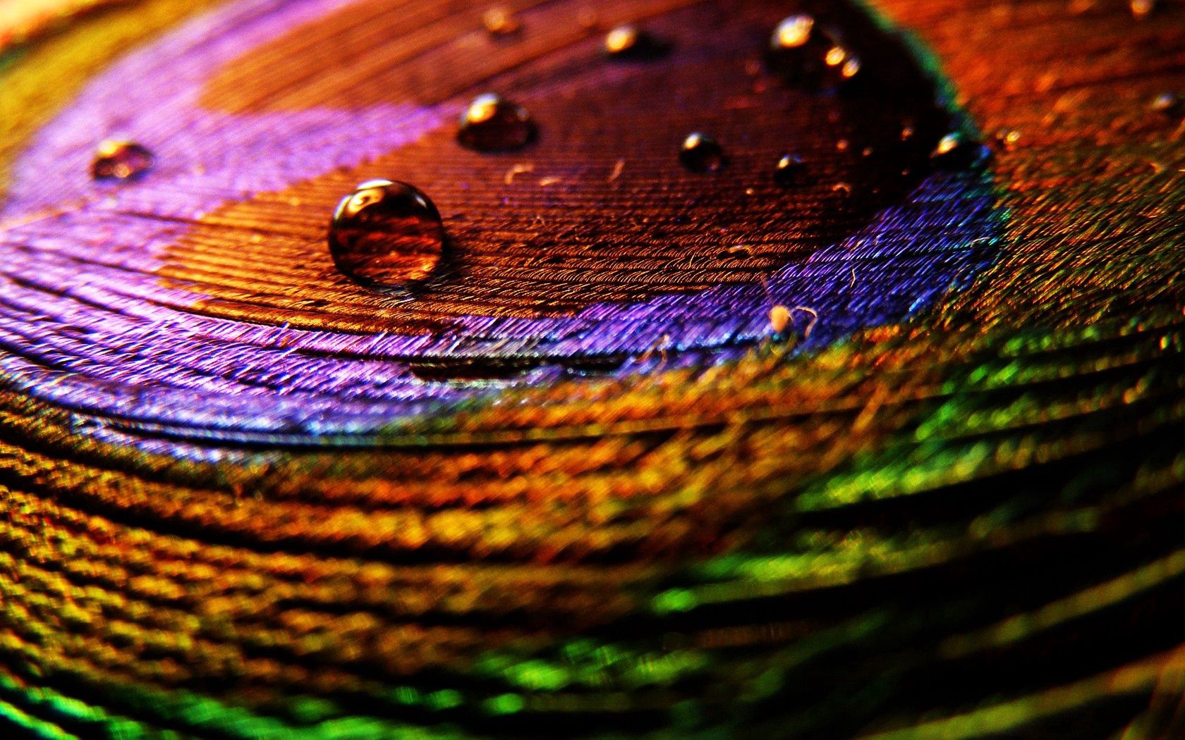 wallpapers pen, multicolored, drops, feather, macro, motley, surface