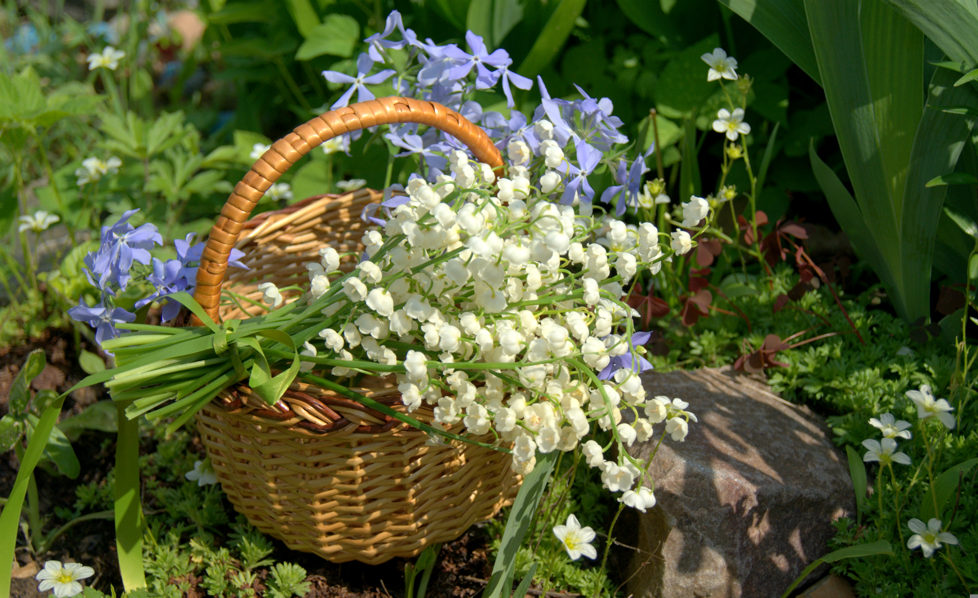 lily of the valley, basket, earth, flower, white flower, flowers