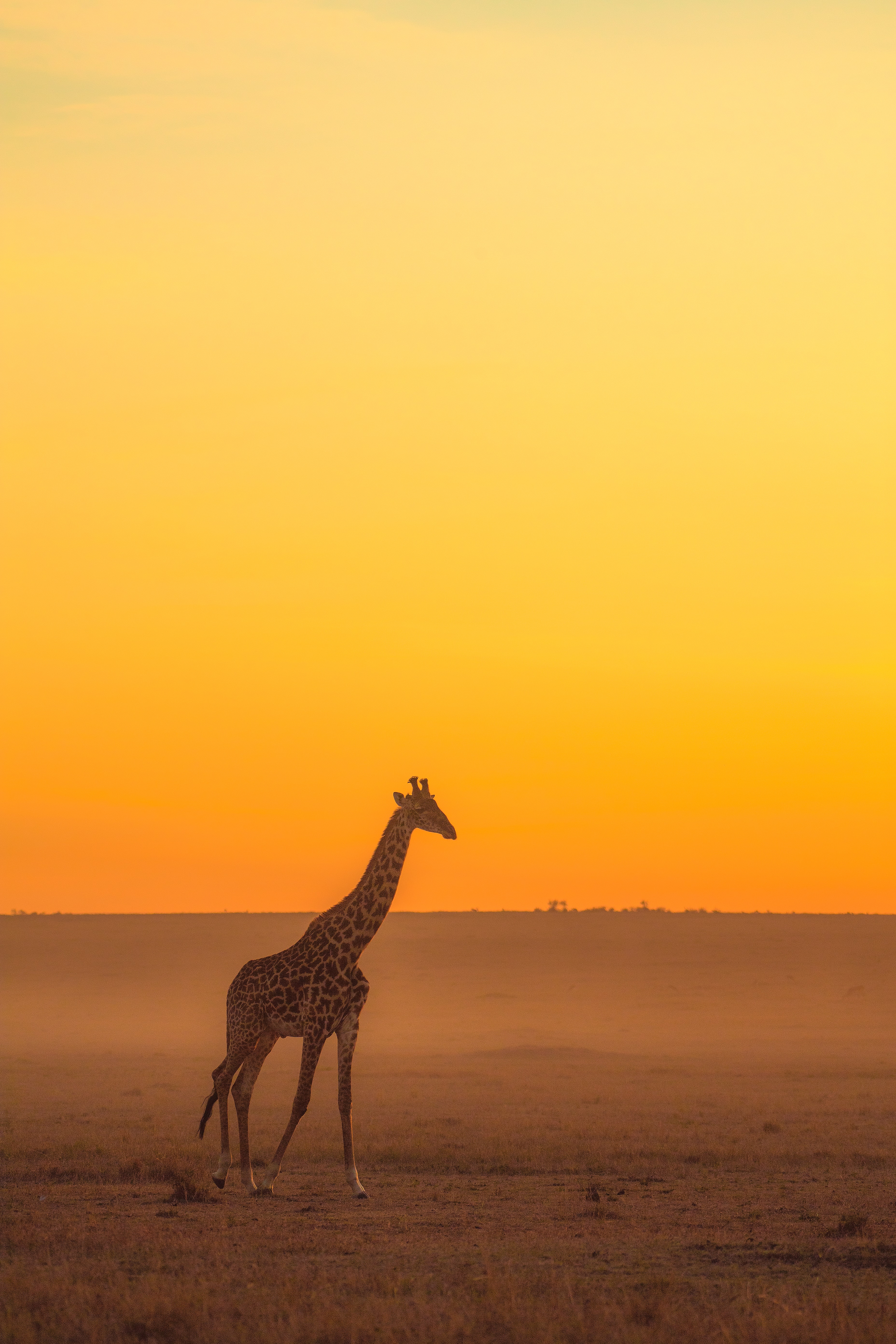 83657 baixar papel de parede animais, horizonte, safári, animal, girafa - protetores de tela e imagens gratuitamente