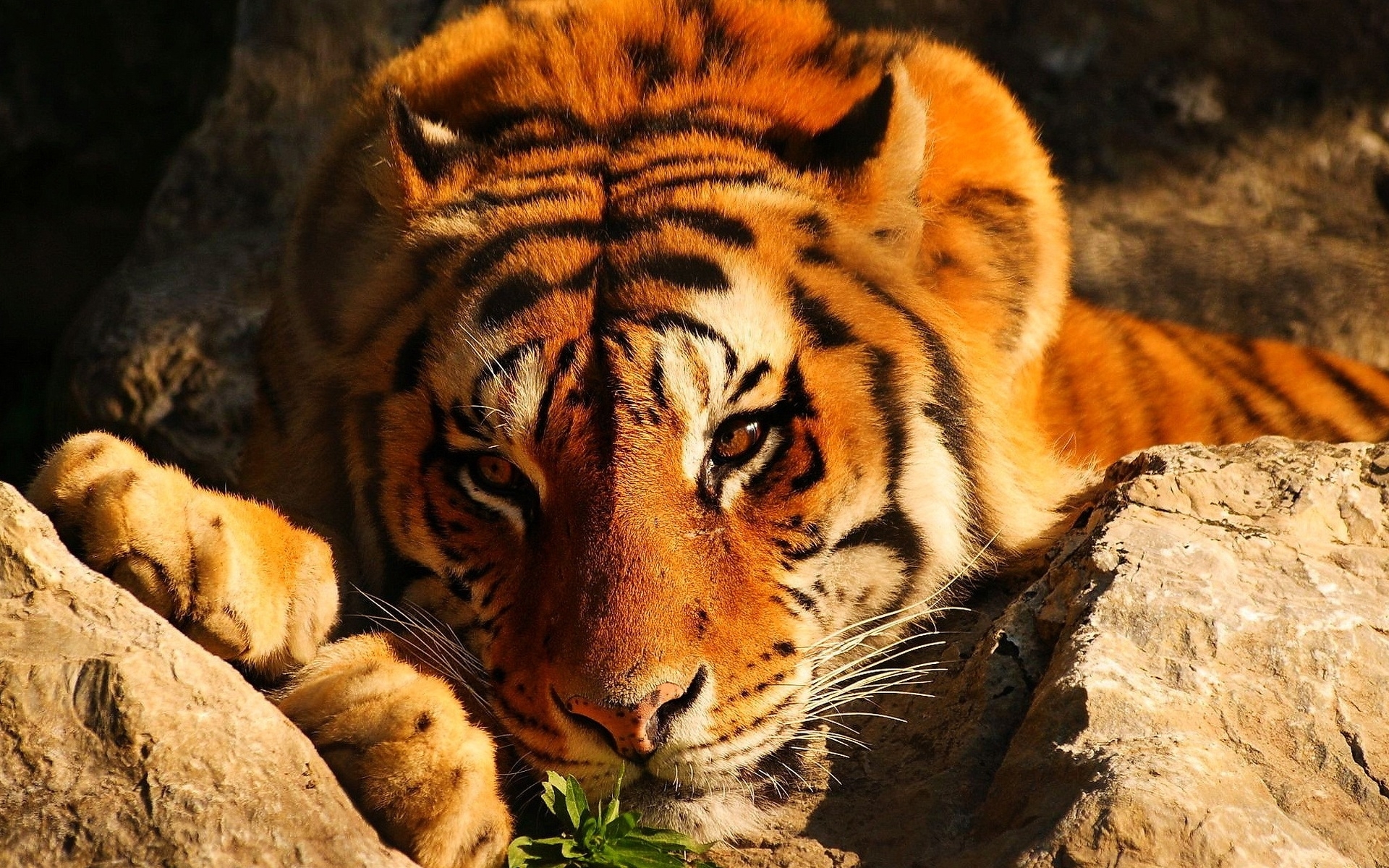 tigers, animals, orange HD wallpaper