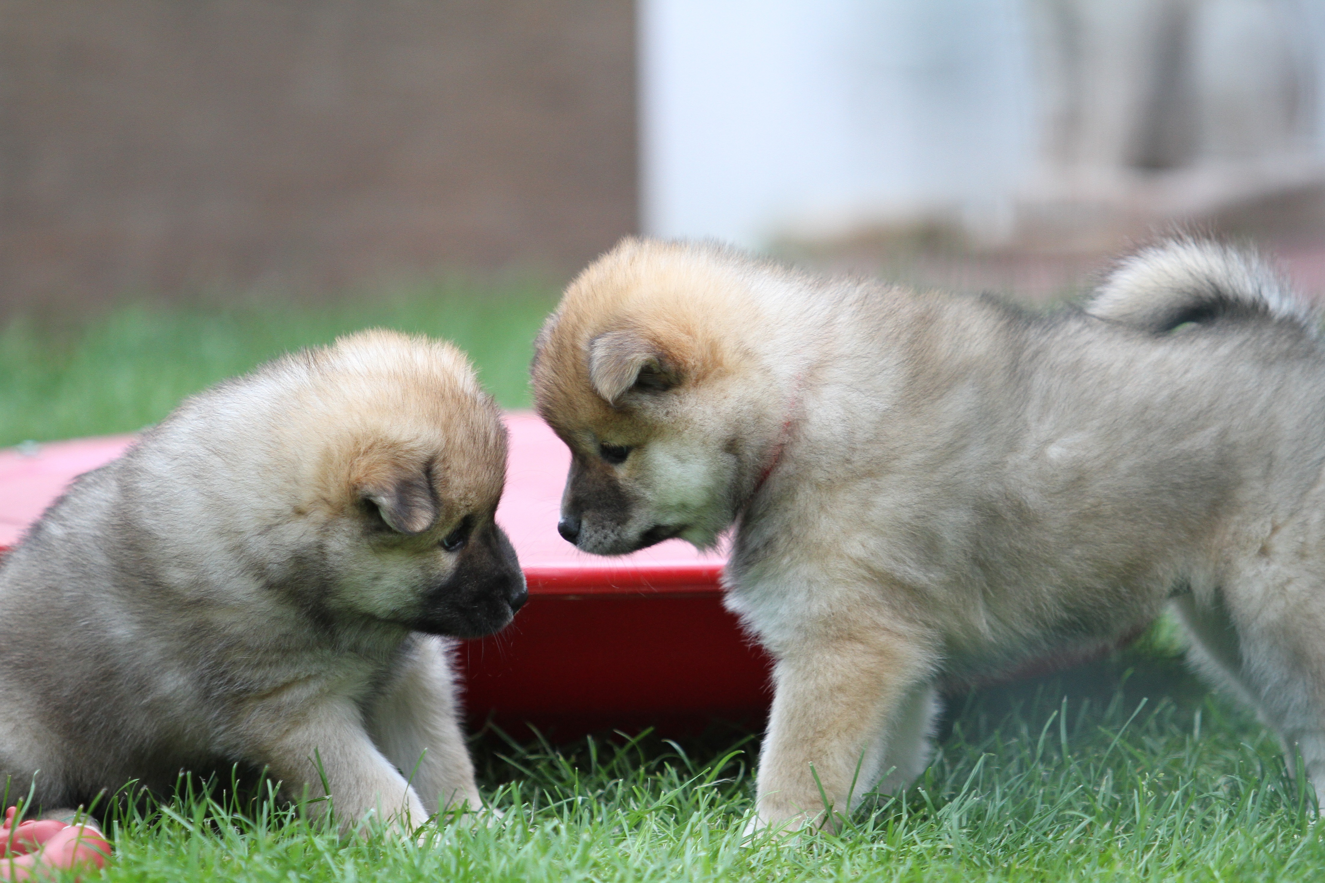 puppies, dogs, animals, playful, eurasier, eurasian, oirazier, oyrazier for android