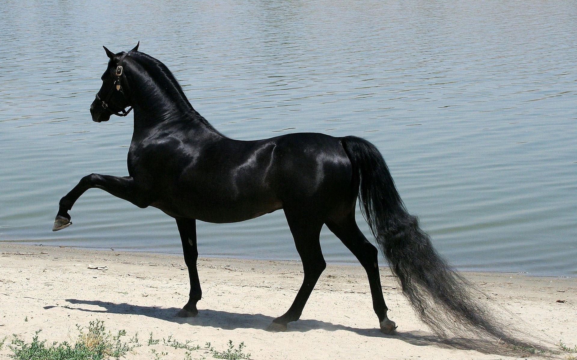 Арабская чистокровная лошадь черная
