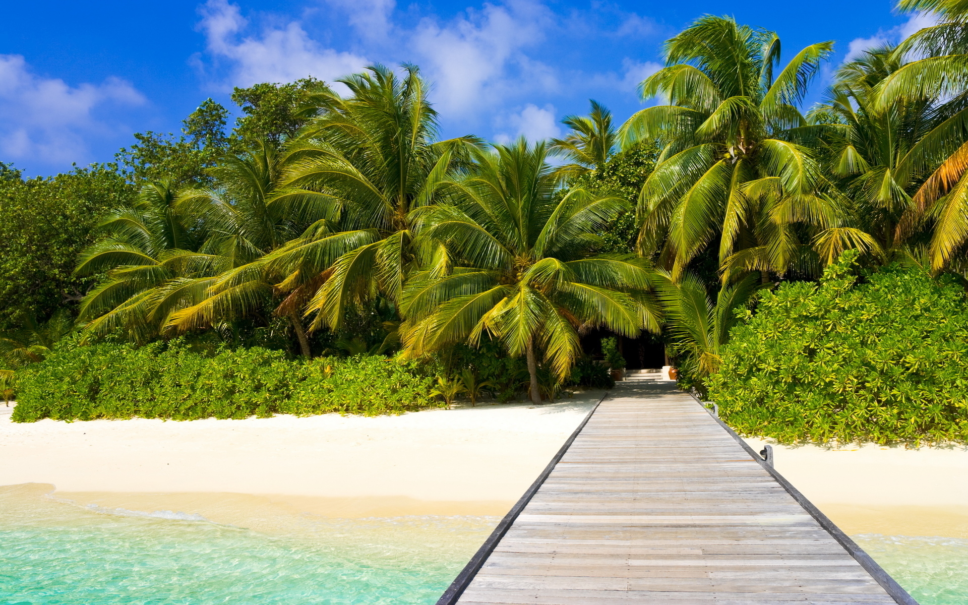 Экзотическая природа. Парадиз остров Карибского моря. Пляж с пальмами. Пальмы и океан. Красивый пляж с пальмами.
