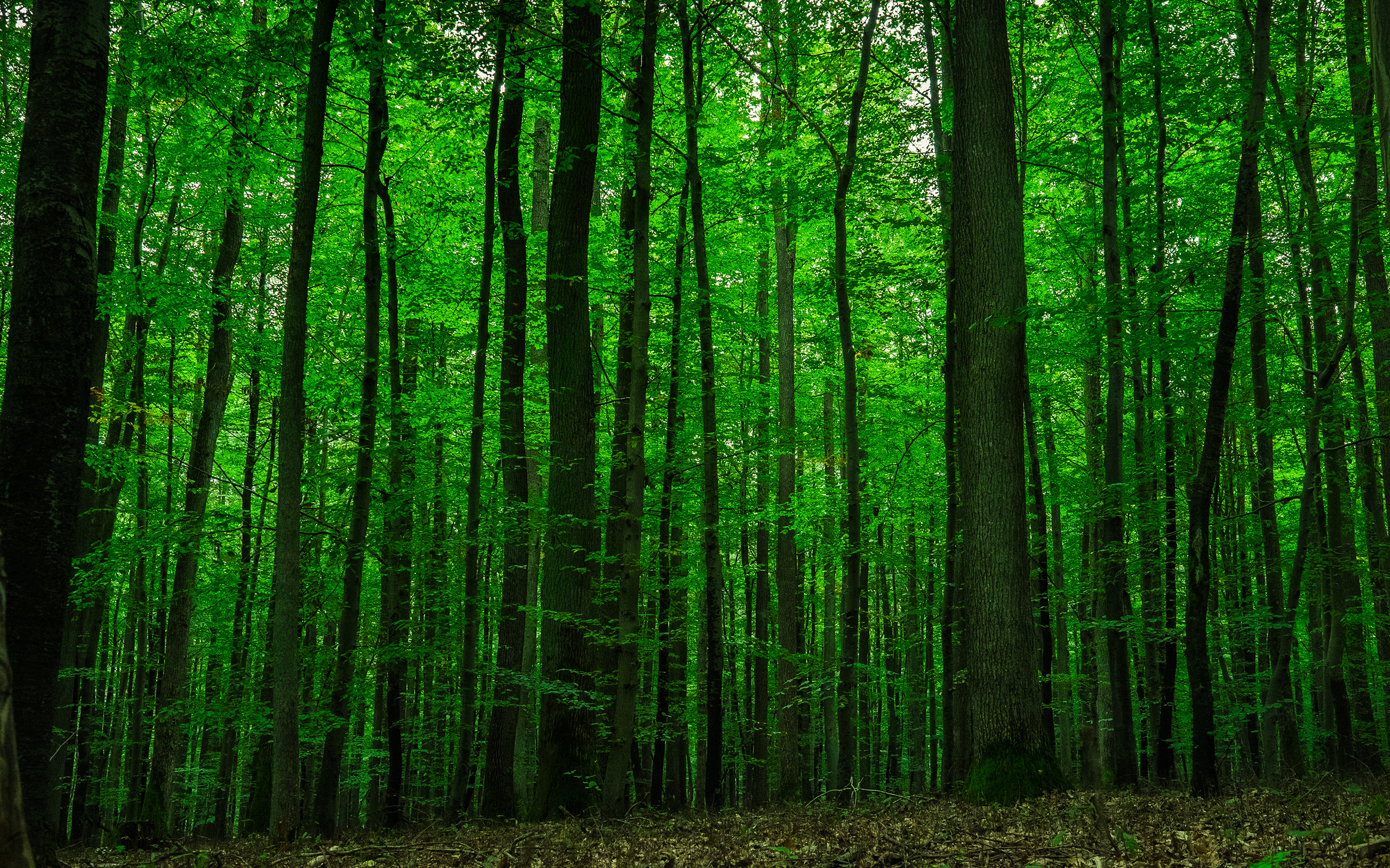 Темно зеленый лес