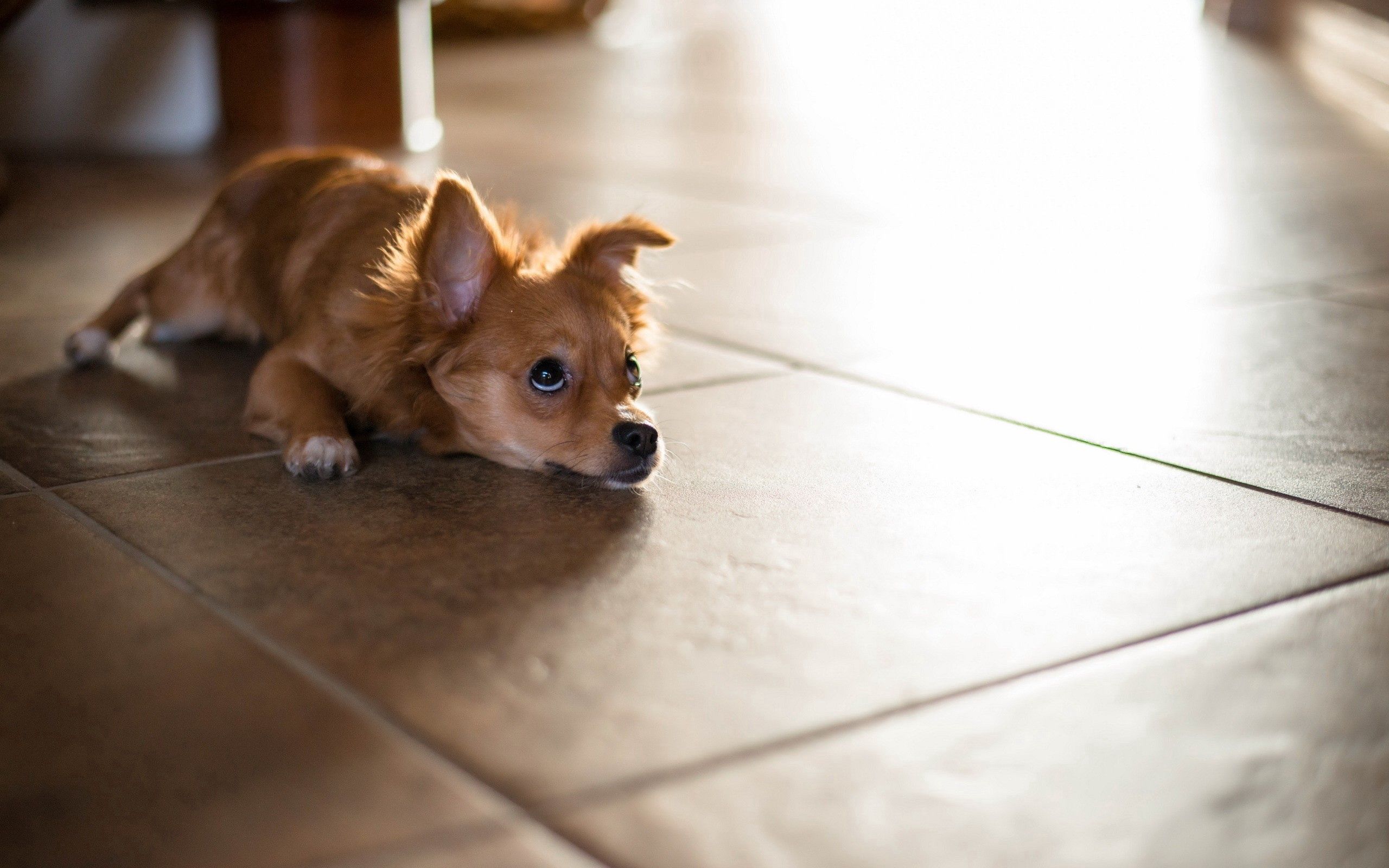 to lie down, animals, lie, sight, opinion, puppy, floor, expectation, waiting HD wallpaper