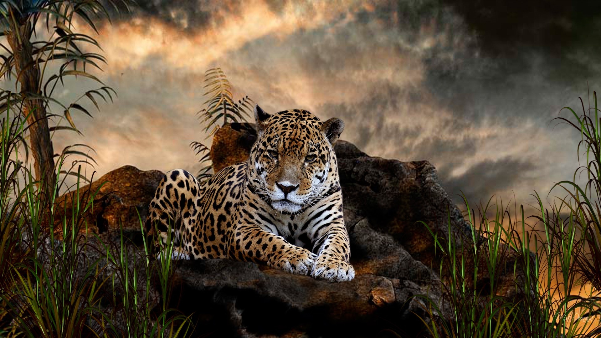 1438087 Hintergrundbild herunterladen tiere, jaguar - Bildschirmschoner und Bilder kostenlos