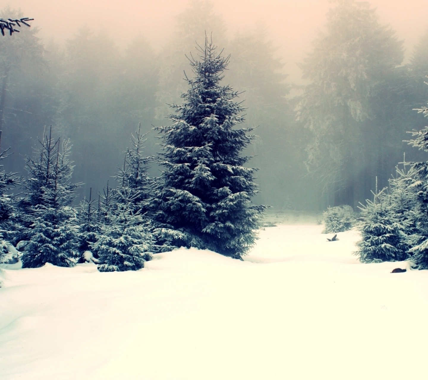 Free download wallpaper Landscape, Winter, Snow, Forest, Fog, Earth, Scenic on your PC desktop