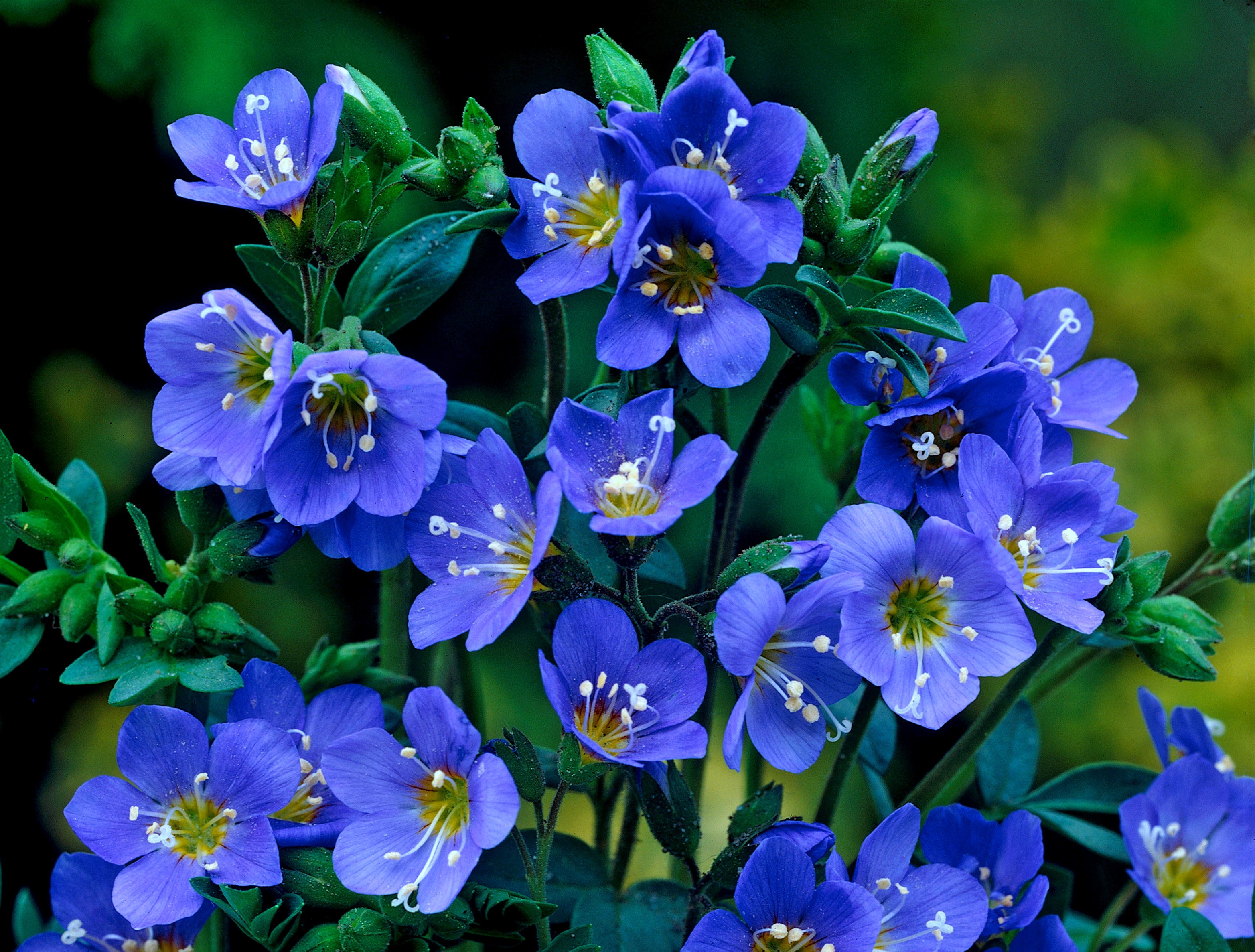 401677 descargar imagen tierra/naturaleza, nomeolvides, flor azul, flor, flores: fondos de pantalla y protectores de pantalla gratis