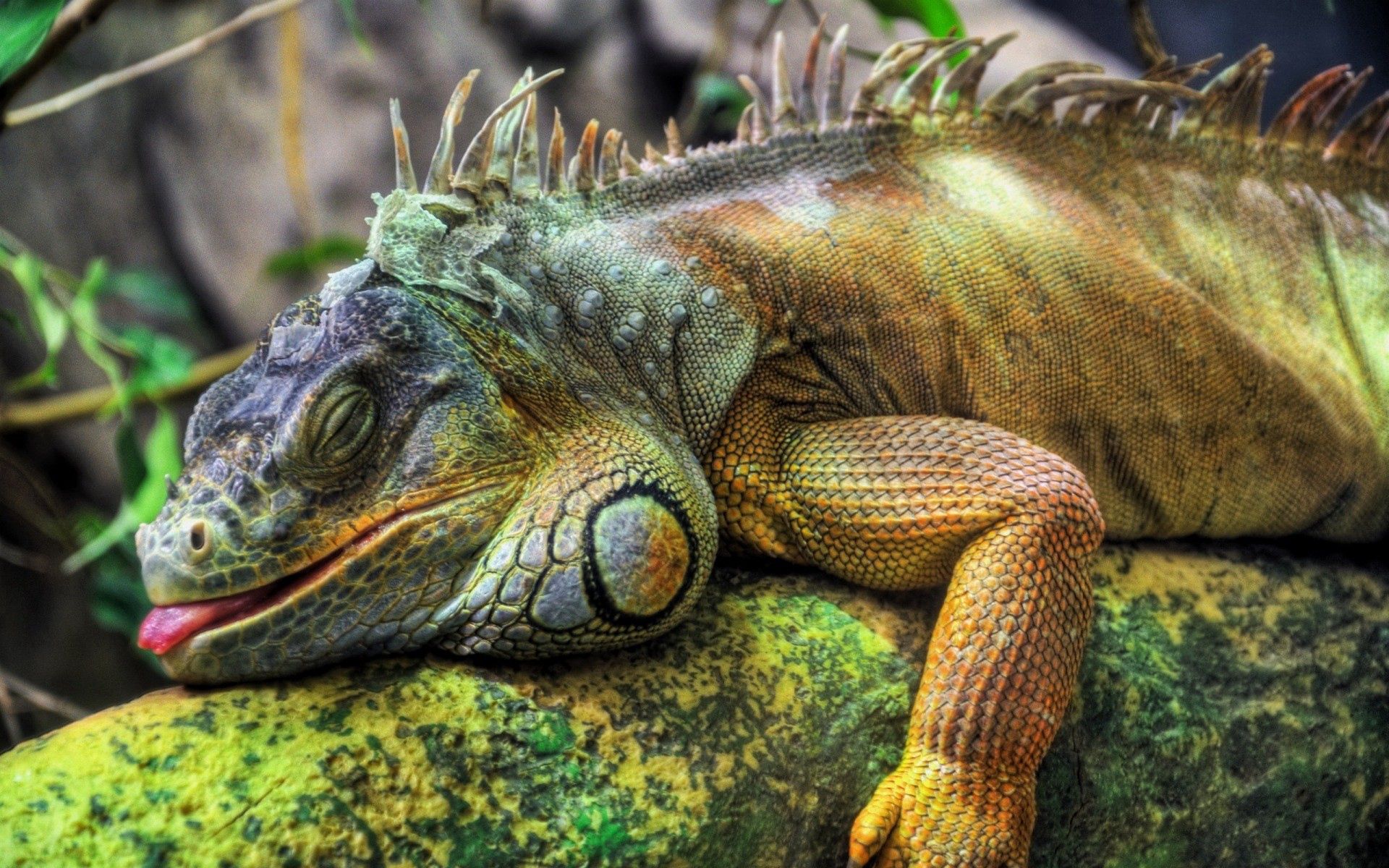 Descarga gratis la imagen Animales, Madera, Reptil, Iguana, Grande, Árbol en el escritorio de tu PC
