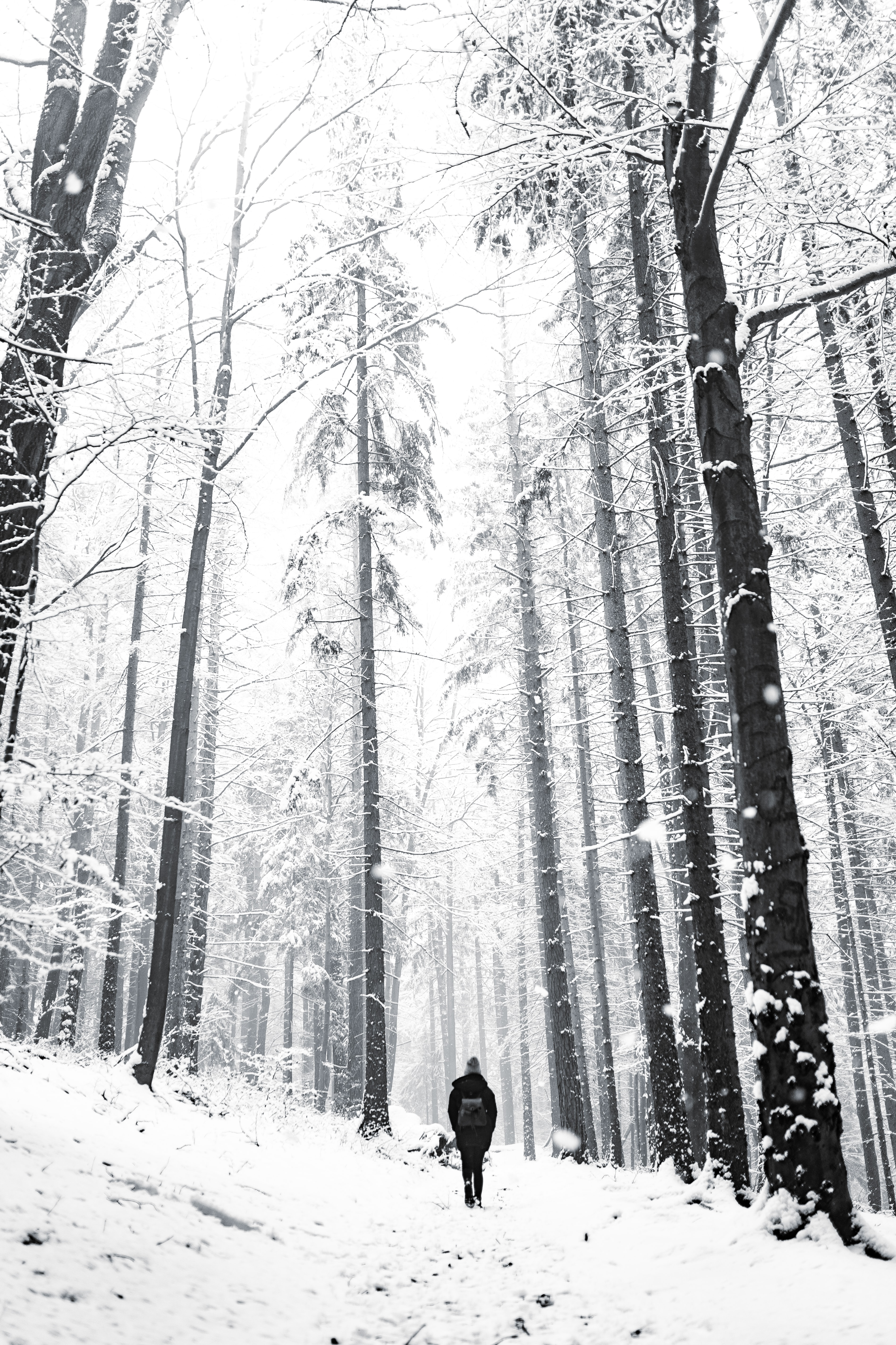 免费下载冬天, 雪, 杂项, 森林, 漫步, 步行, 男子, 孤独, 人类手机壁纸。