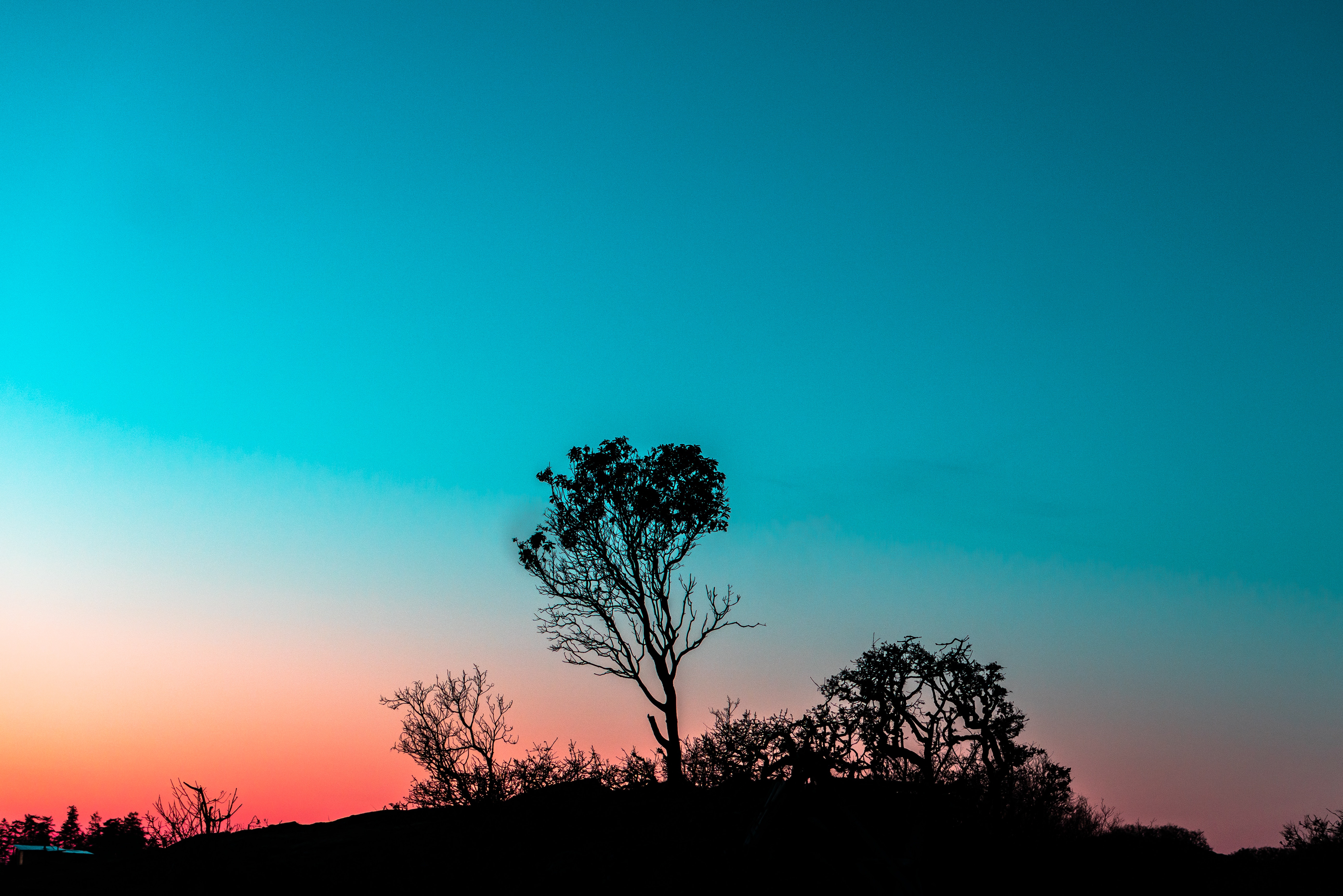 Free download wallpaper Sunset, Twilight, Bush, Wood, Tree, Dusk, Outlines, Evening, Nature on your PC desktop
